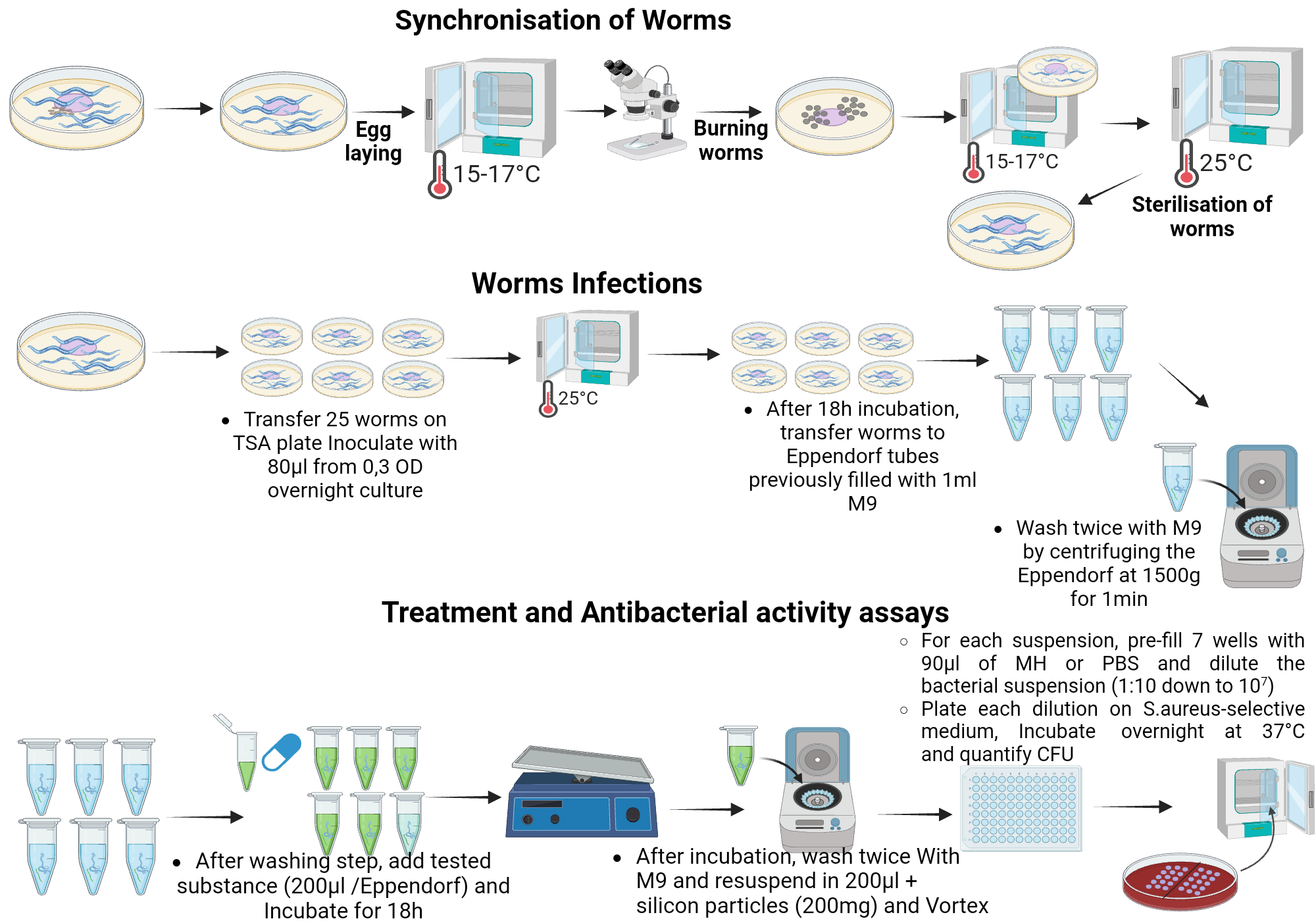 An editable high resolution scientific image depicting IN VIVO ANTIBACTERIAL ACTIVITY ON CAENORHABDITIS ELEGANS