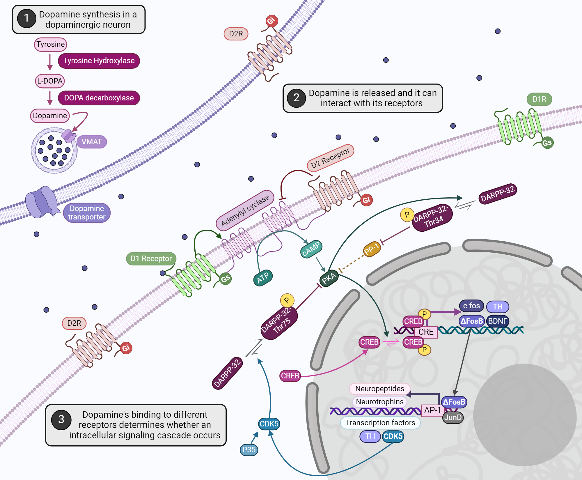 An editable high resolution scientific image depicting Dopamine's PKA/cAMP pathway intracellular signaling cascade