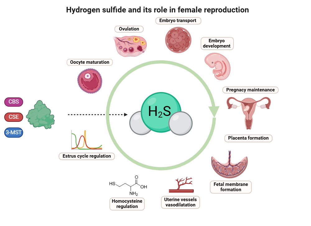 An editable high resolution scientific image depicting Hydrogen Sulfide (H₂S) in Female Reproduction