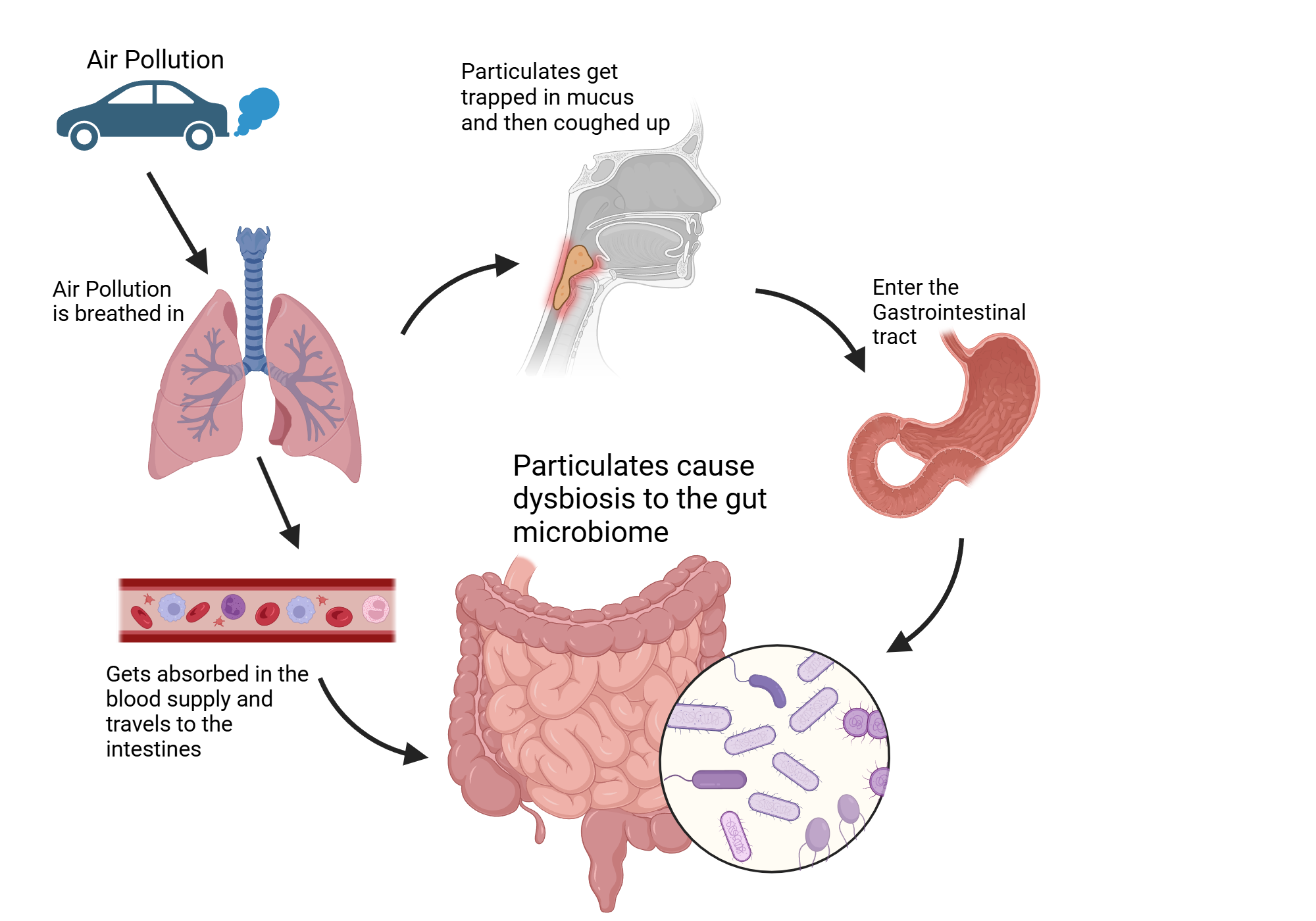 An editable high resolution scientific image depicting How Air Pollution Affects the Gut Microbiome