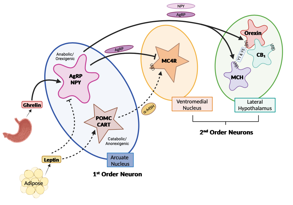 An editable high resolution scientific image depicting Hunger and Satiety in the Hypothalamus