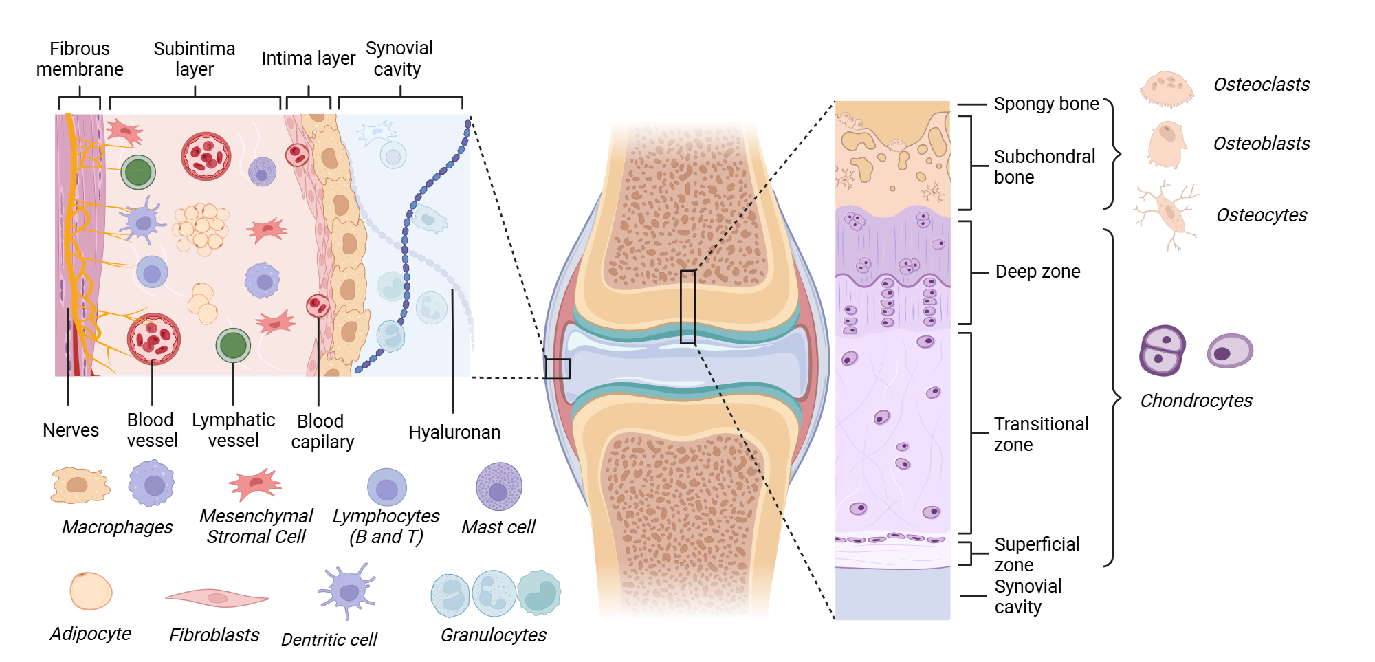An editable high resolution scientific image depicting Cell-types inhabiting synovial joints