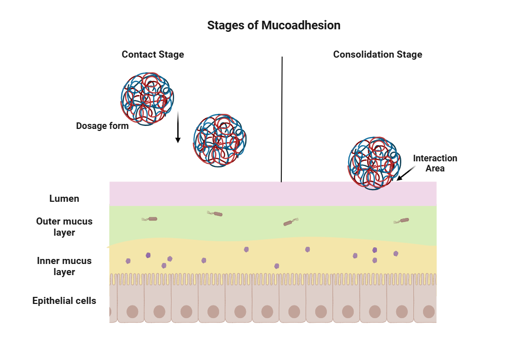 An editable high resolution scientific image depicting Mechanism of Mucoadhesion