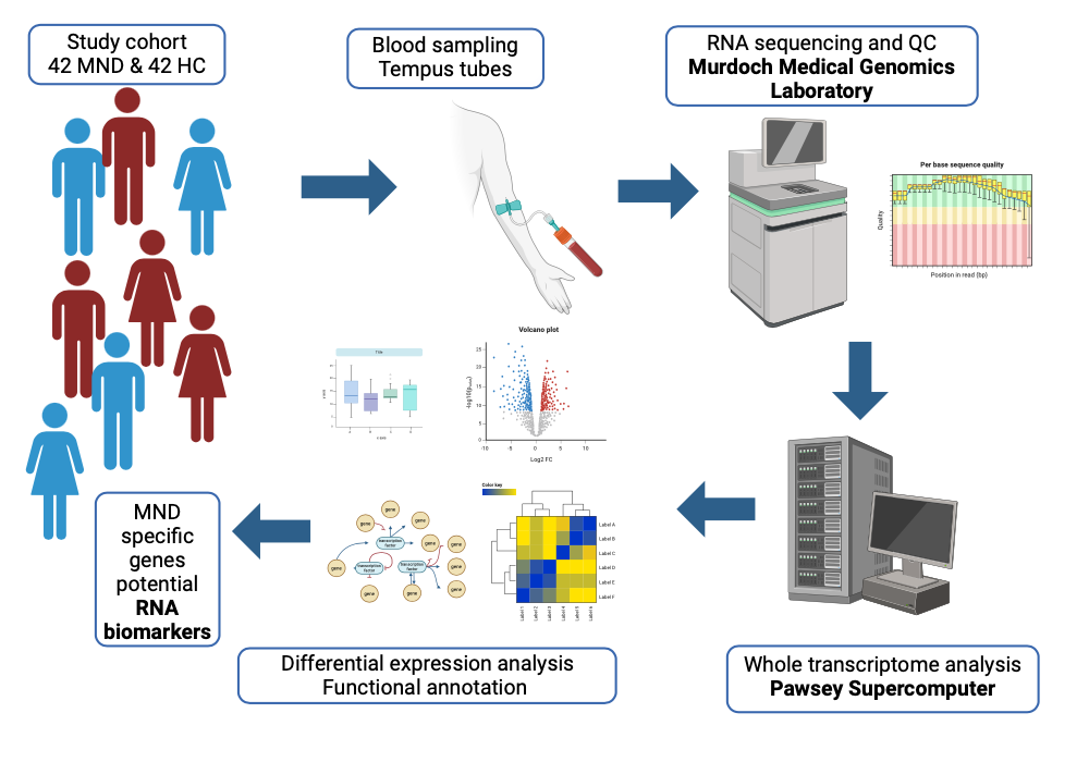 An editable high resolution scientific image depicting The Workflow to Identify RNA Biomarkers for Motor Neurone Disease (MND)