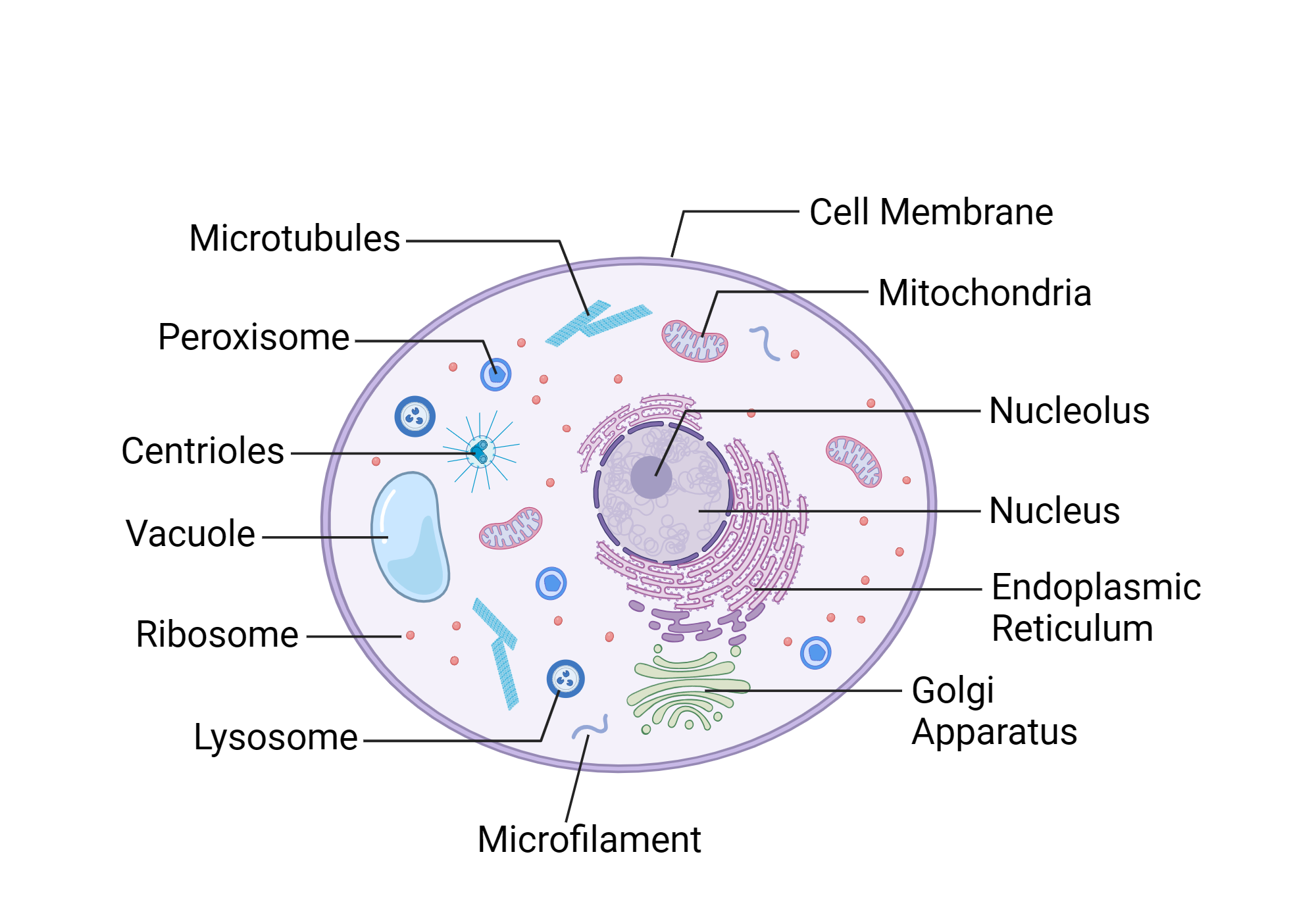 An editable high resolution scientific image depicting Anatomy of the animal cell