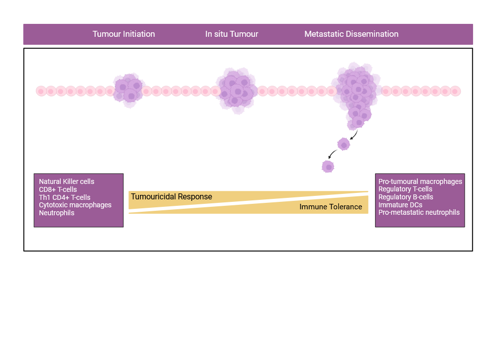 An editable high resolution scientific image depicting Tumour initiation to metastatic dissemination