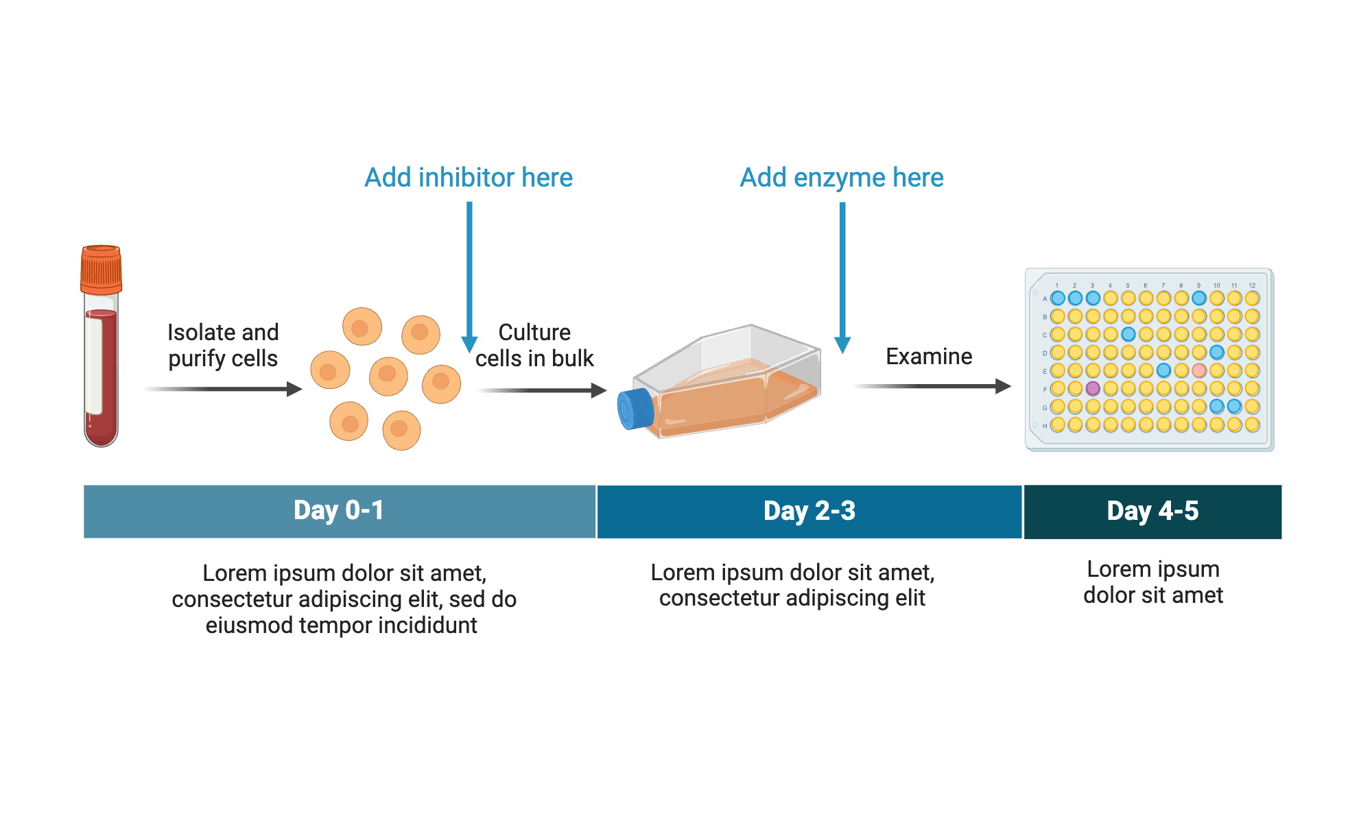 An editable high resolution scientific image depicting Cell Culture