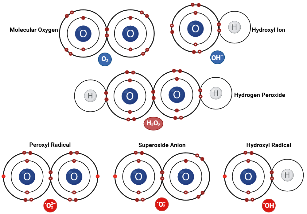An editable high resolution scientific image depicting Electron Orbitals of Oxygen Free Radicals
