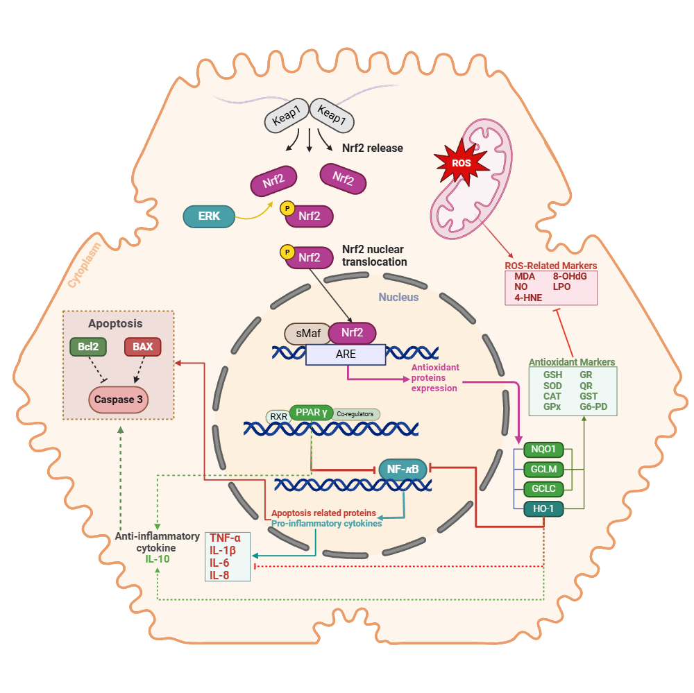 An editable high resolution scientific image depicting Overview of the cellular responses in hepatocytes upon administration of hepatoprotective compounds.