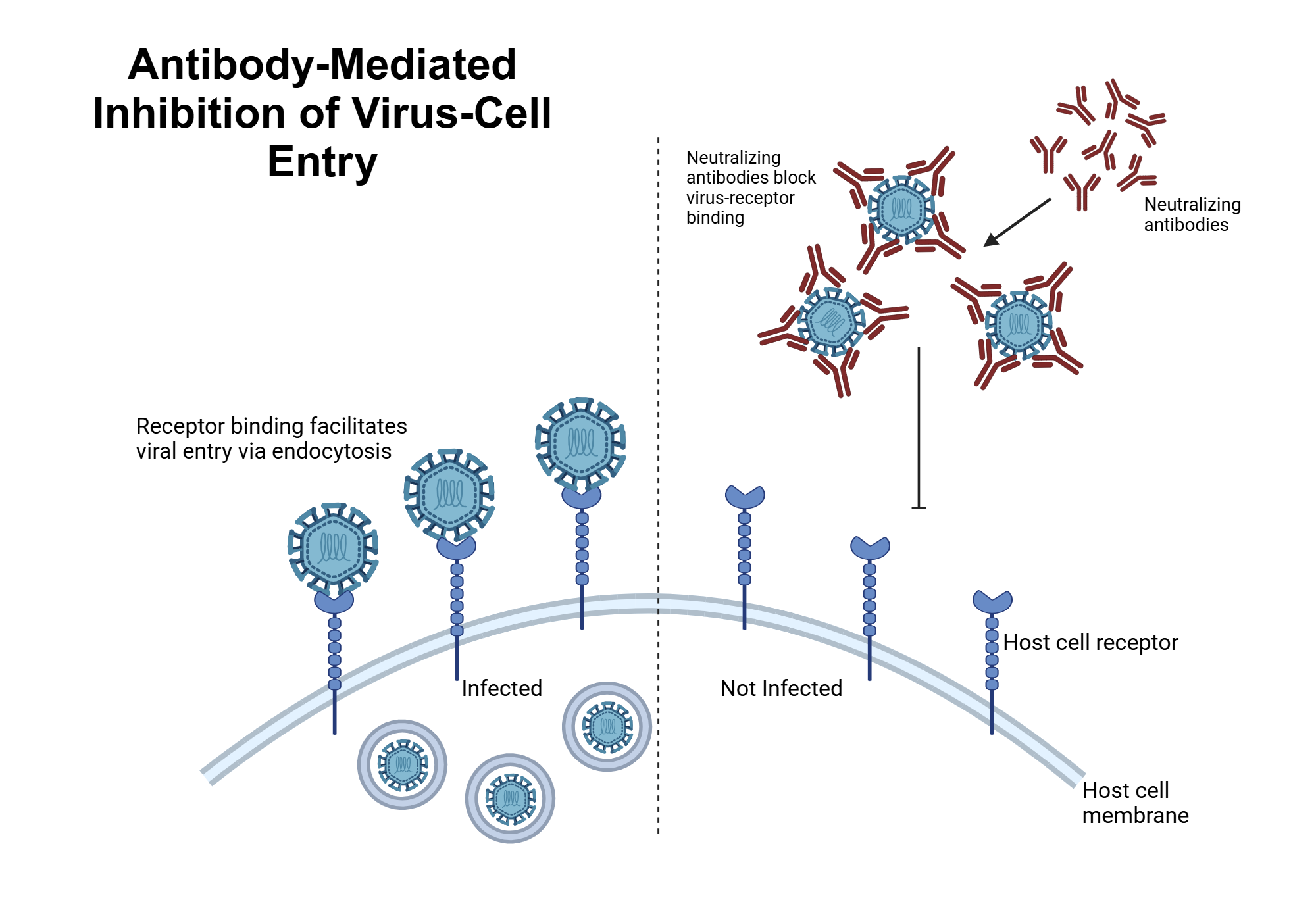 An editable high resolution scientific image depicting Antibody-mediated inhibition of virus-cell entry
