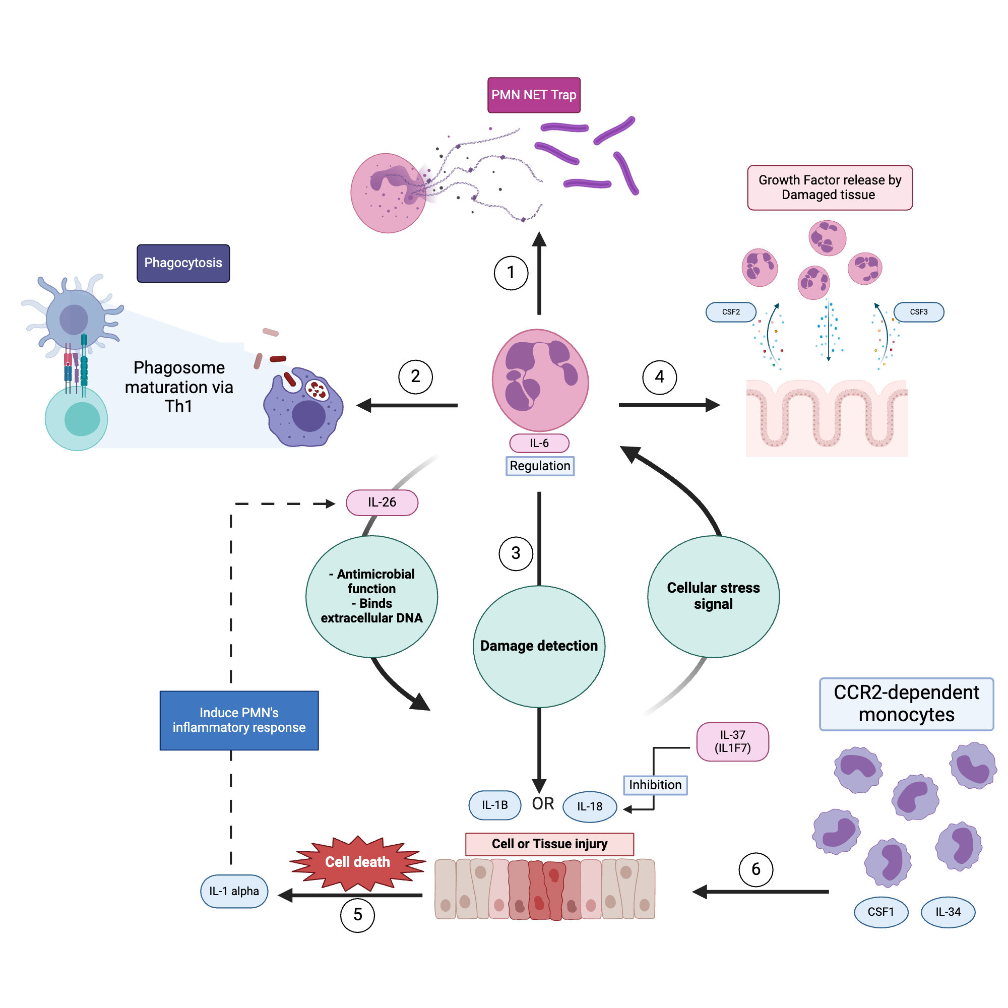 An editable high resolution scientific image depicting Innate and adaptive immunity in atherosclerosis