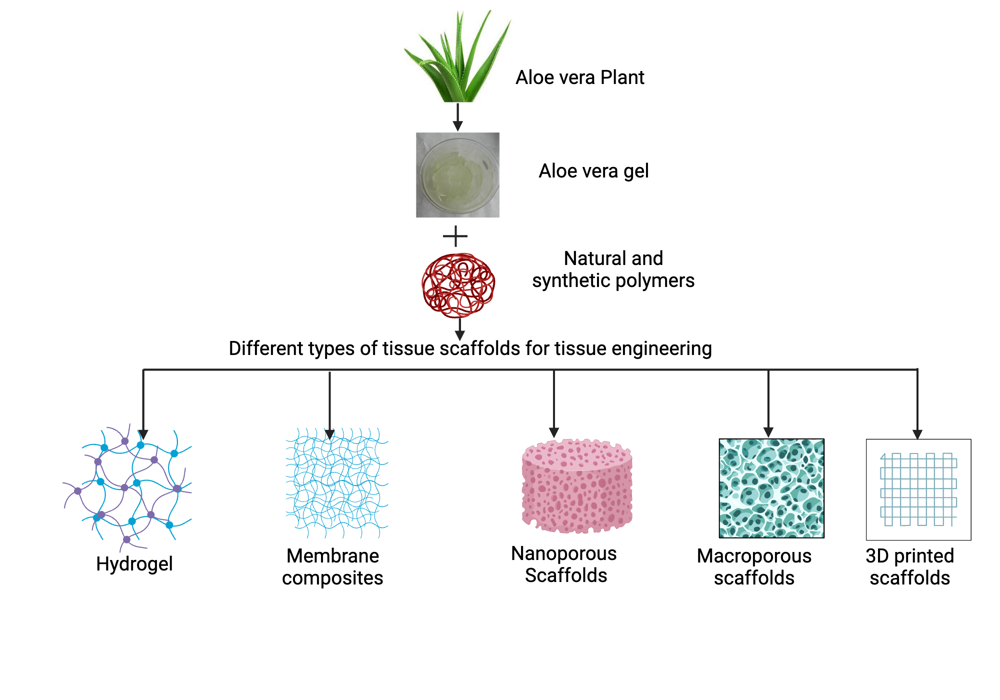 An editable high resolution scientific image depicting Tissue scaffolds using Aloe vera bioactive compounds