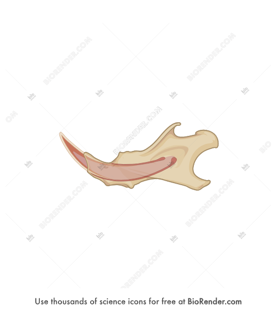 Mouse mandible (cut incisor) - Editable icon of mouse mandible showing mouse incisor with dentin, enamel, dental mesenchyme, labial and lingual cervical loops