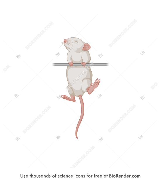 Mouse pup (old, bar cling) - Editable icon of A front view of a young mouse with fur but eyes closed, clinging to a horizontal bar with forelimbs