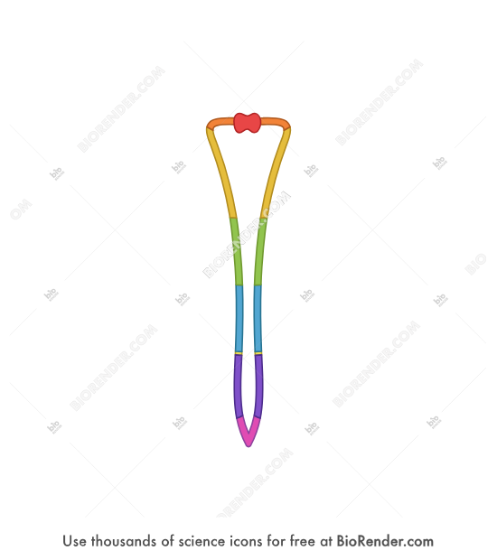 Zebrafish pronephros (segmented) - Editable icon of a schematic, segmented zebrafish pronephros in a dorsal view 