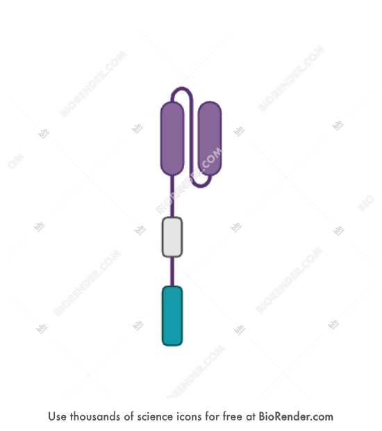 Free CAR protein (first generation) Icons, Symbols & Images | BioRender