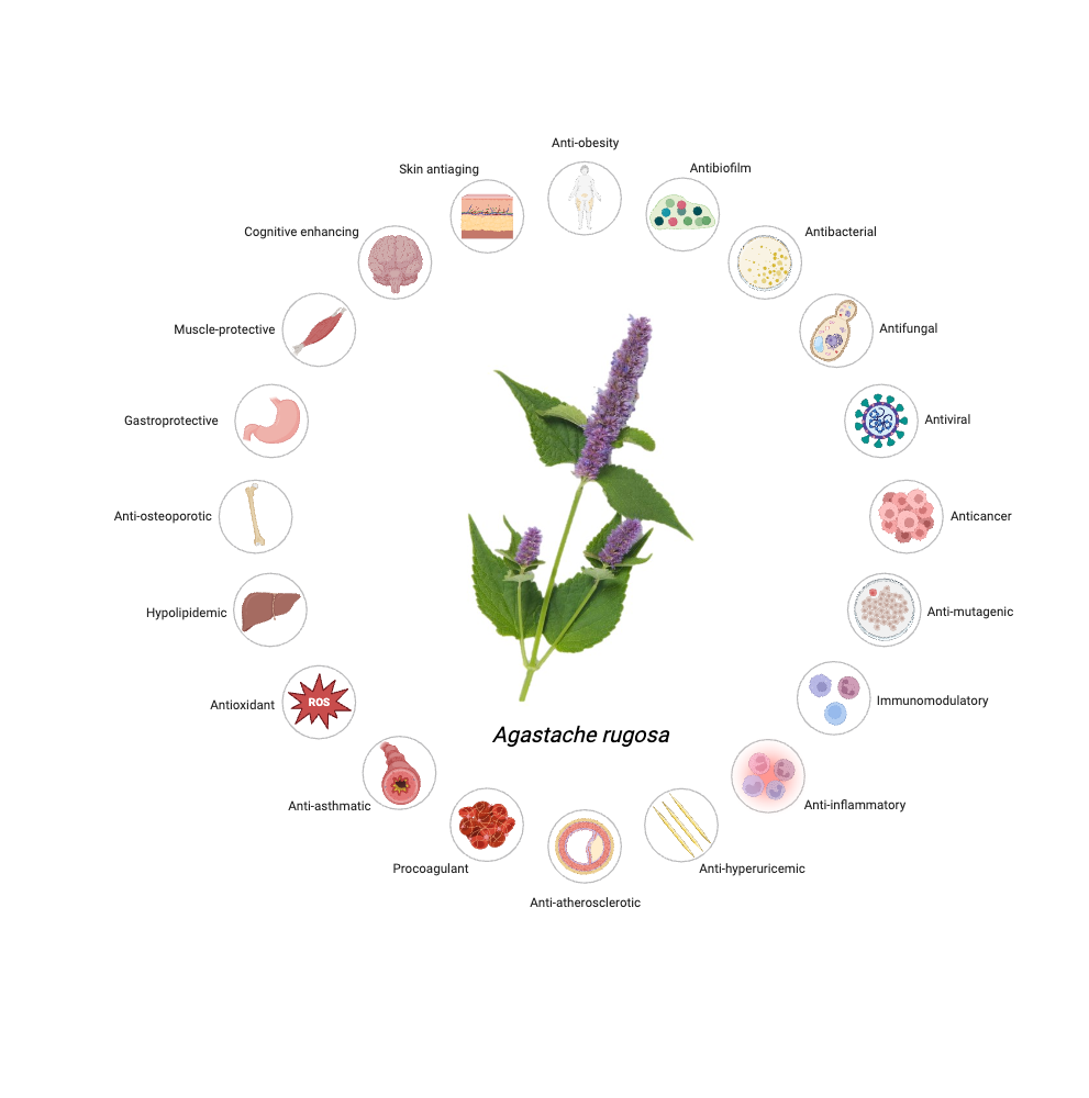 An editable high resolution scientific image depicting Pharmacological Potential of Agastache rugosa.