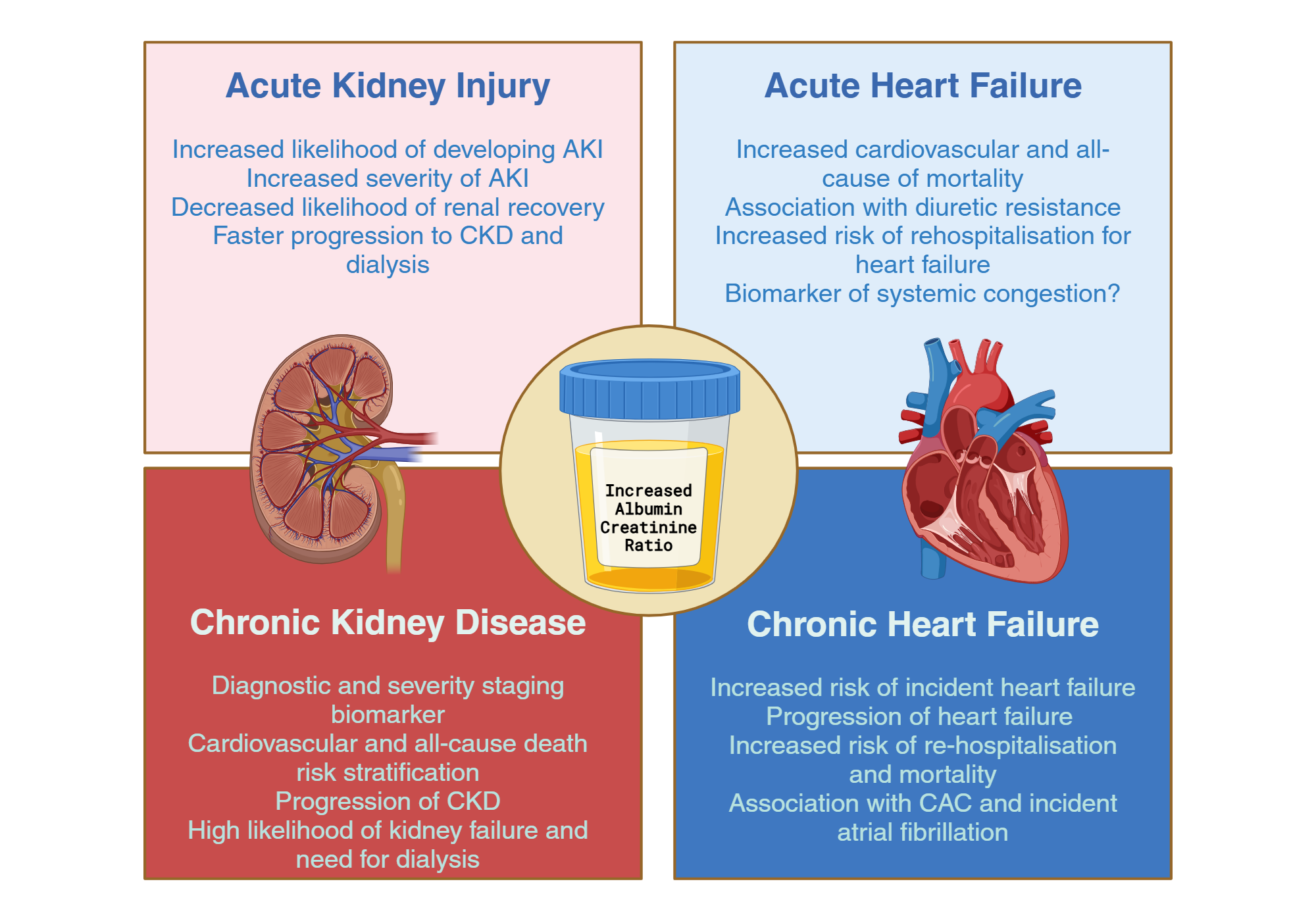 An editable high resolution scientific image depicting Albuminuria-associated cardiovascular and renal outcomes