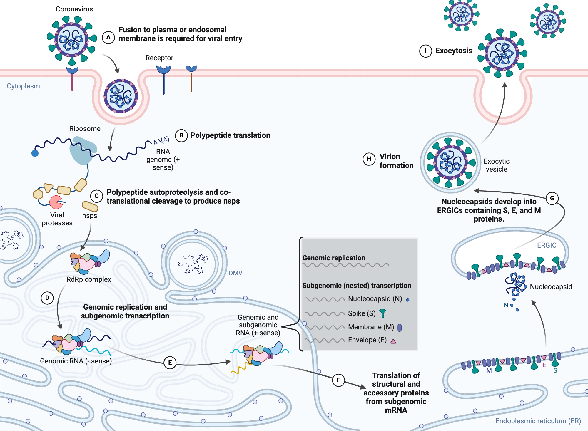 An editable high resolution scientific image depicting Schematic depiction of the SARS-CoV-2 life cycle