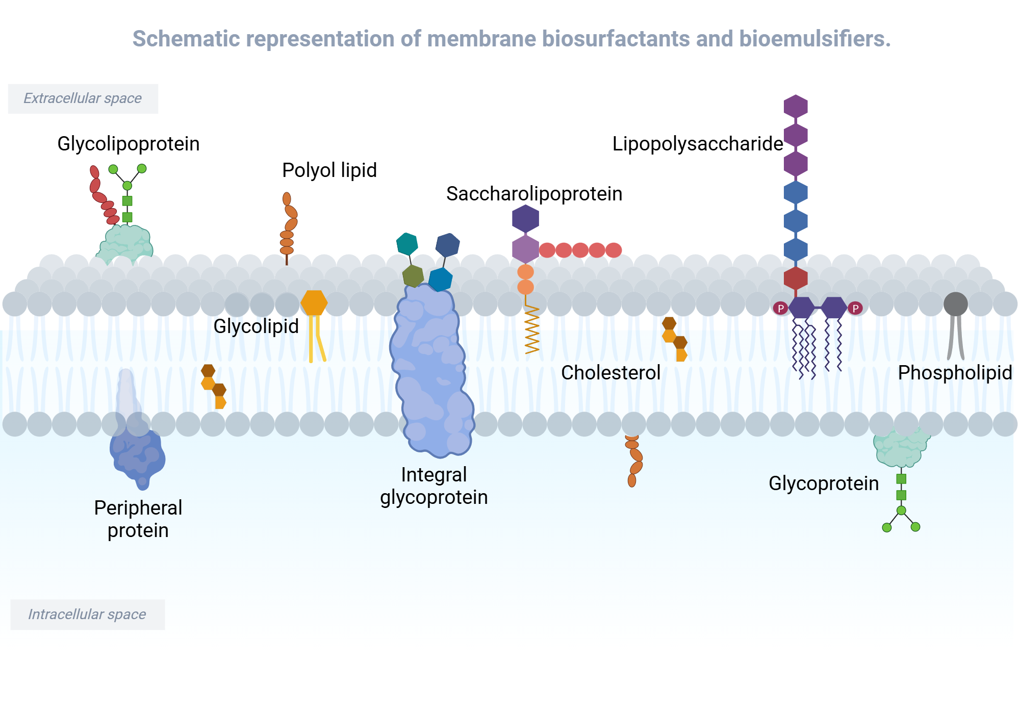An editable high resolution scientific image depicting Cell-membrane's biosurfactant and bioemulsifiers scheme