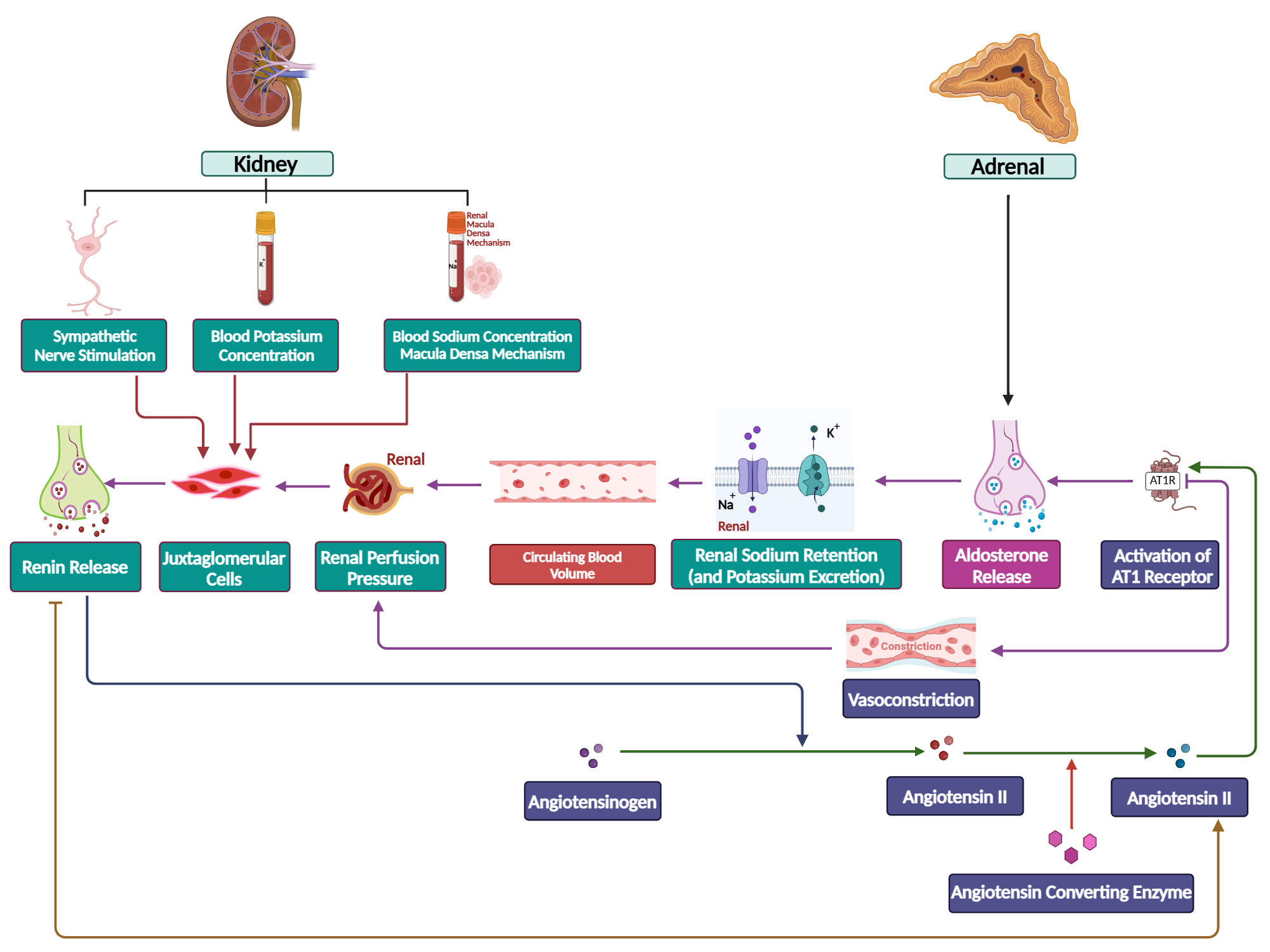 An editable high resolution scientific image depicting Mechanisms of Adrenal Crisis: Exploring the Impact of Glucocorticoid Deficiency on Vascular Function