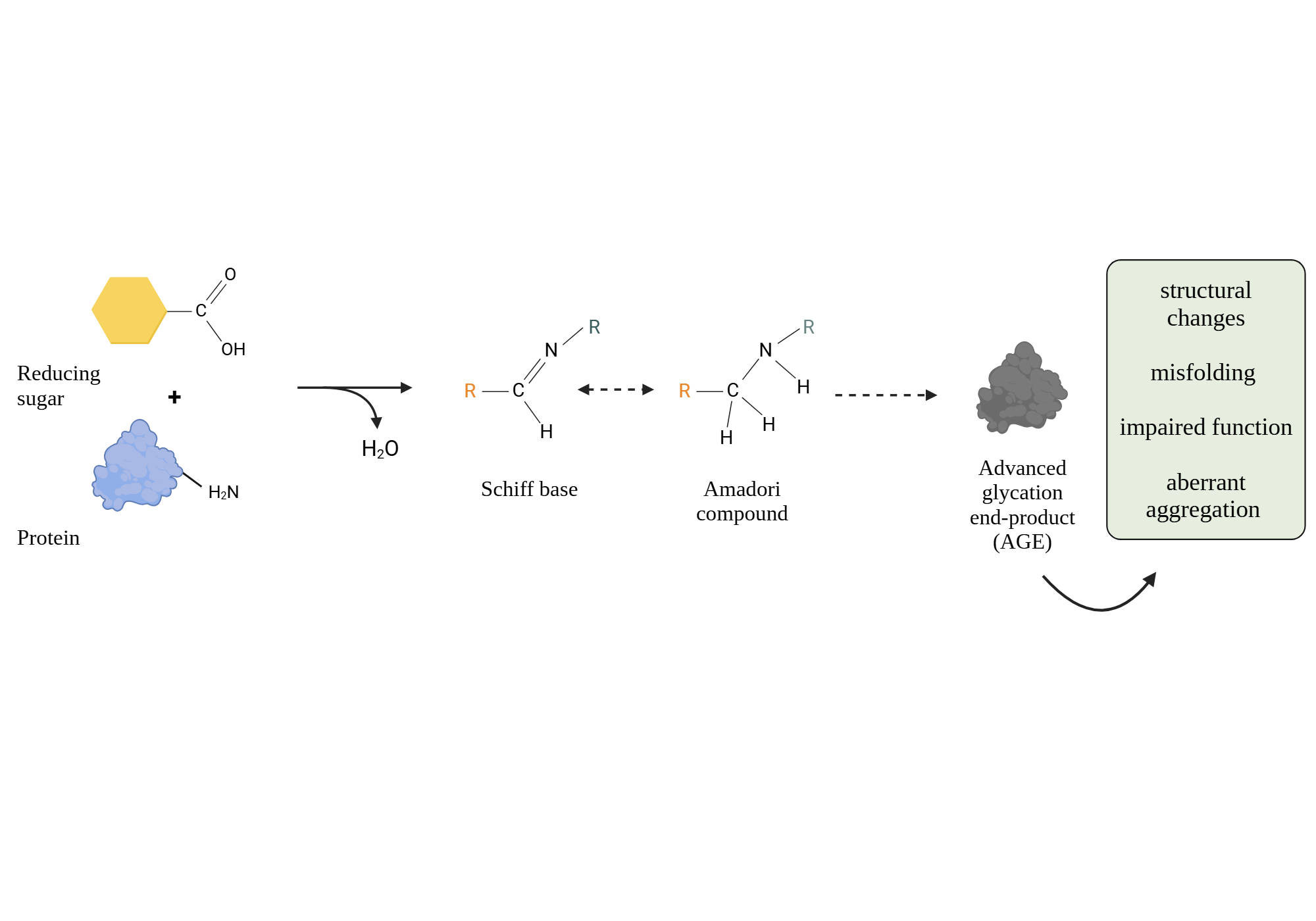 An editable high resolution scientific image depicting Protein glycation
