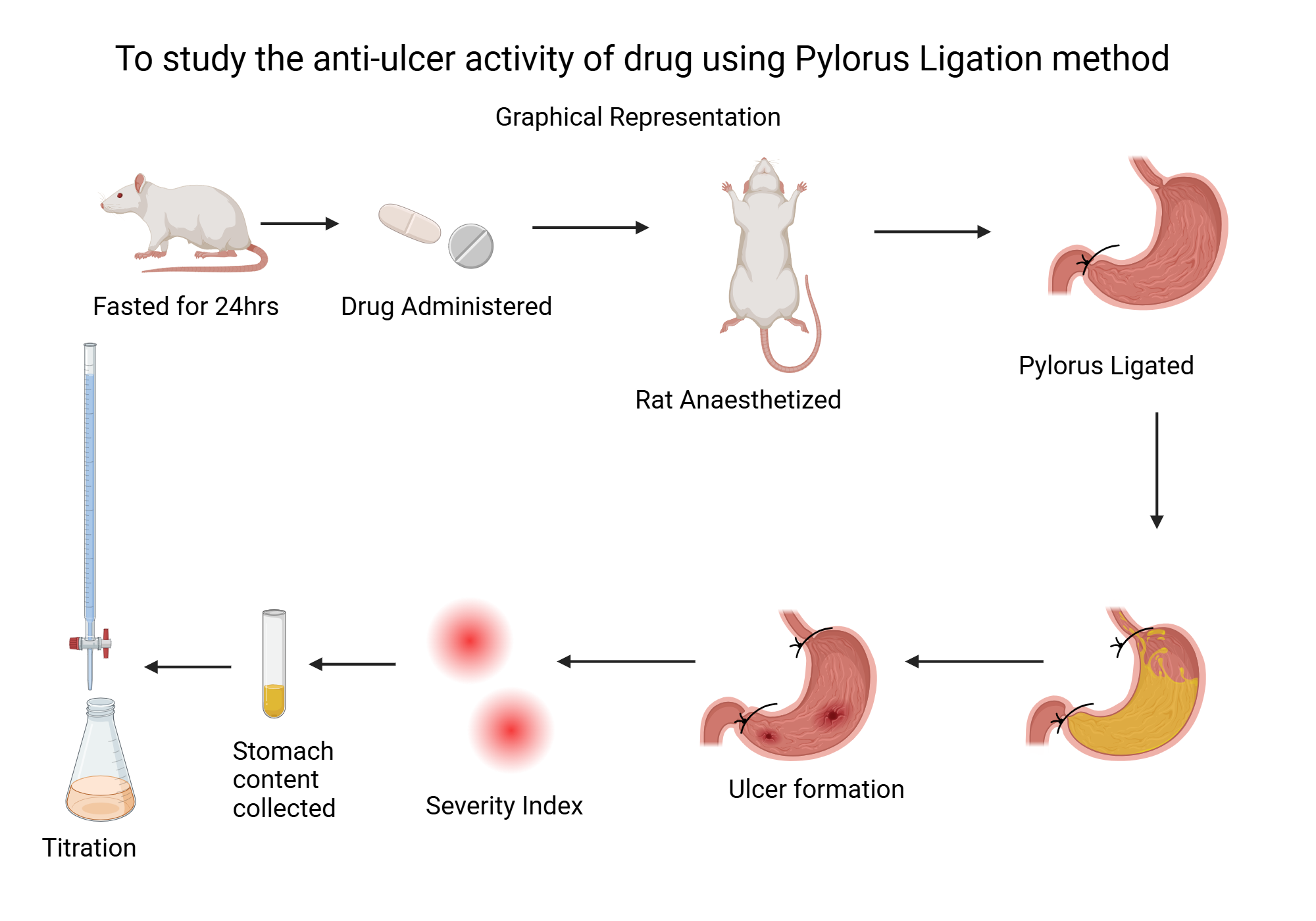 An editable high resolution scientific image depicting Ulcer formation using pyloric ligation
