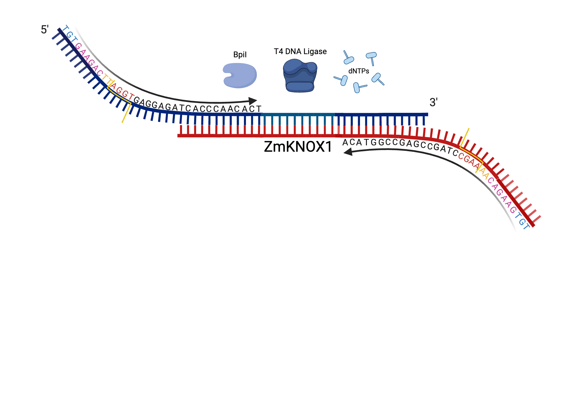 An editable high resolution scientific image depicting Golden Gate pre-level 0 Generation by PCR