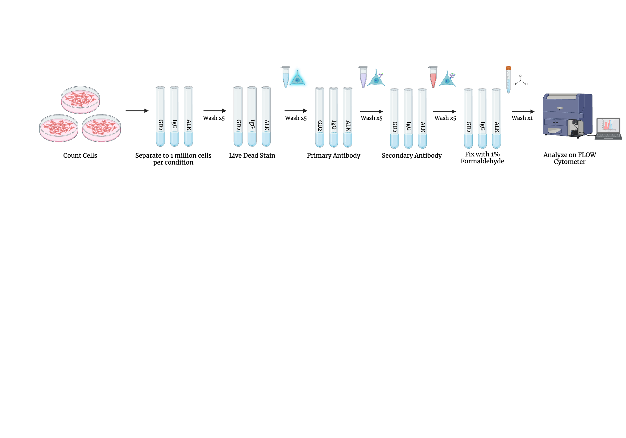 An editable high resolution scientific image depicting Flow Cytometry Protocol