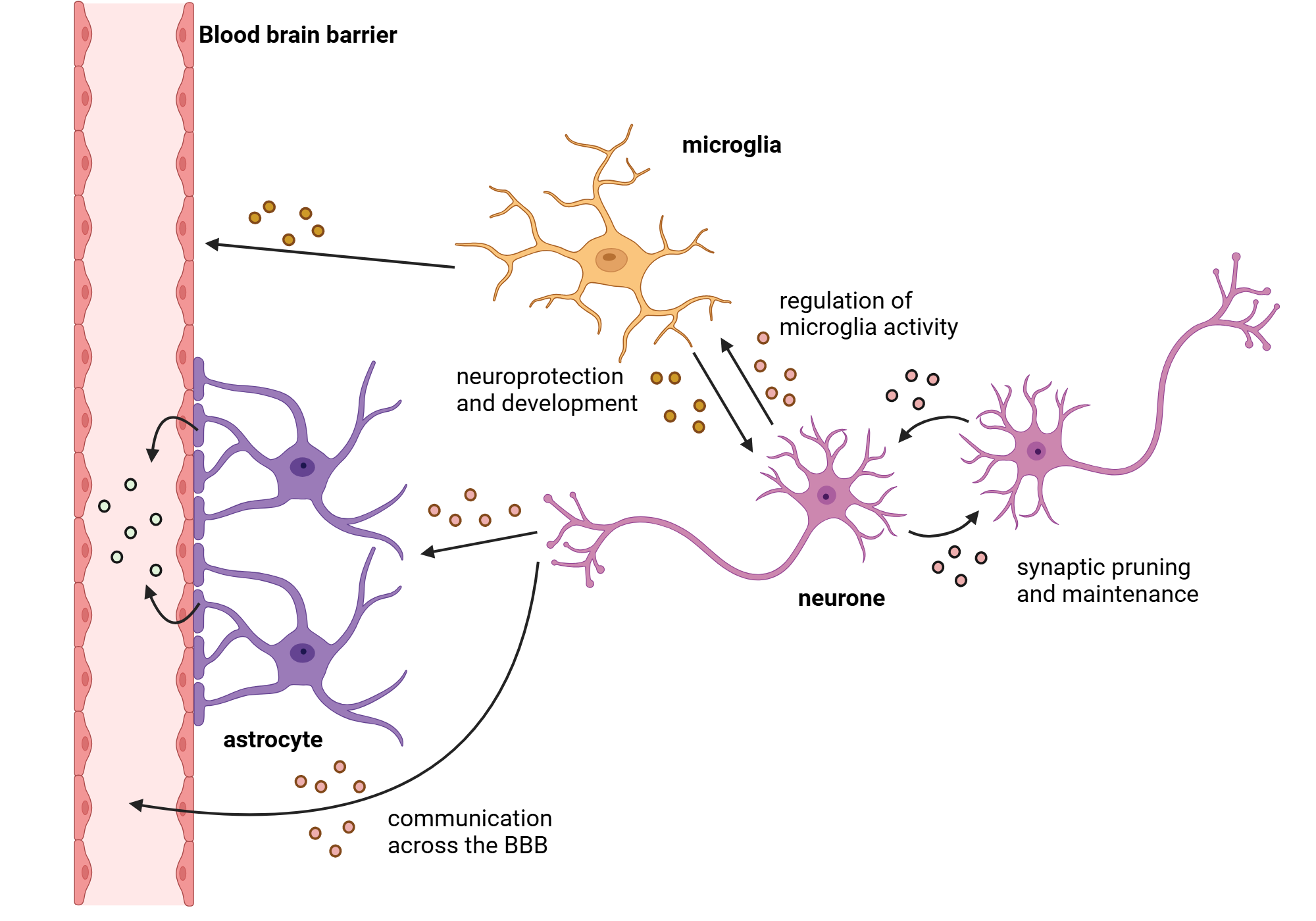 An editable high resolution scientific image depicting Simplified extracellular interactions in the CNS