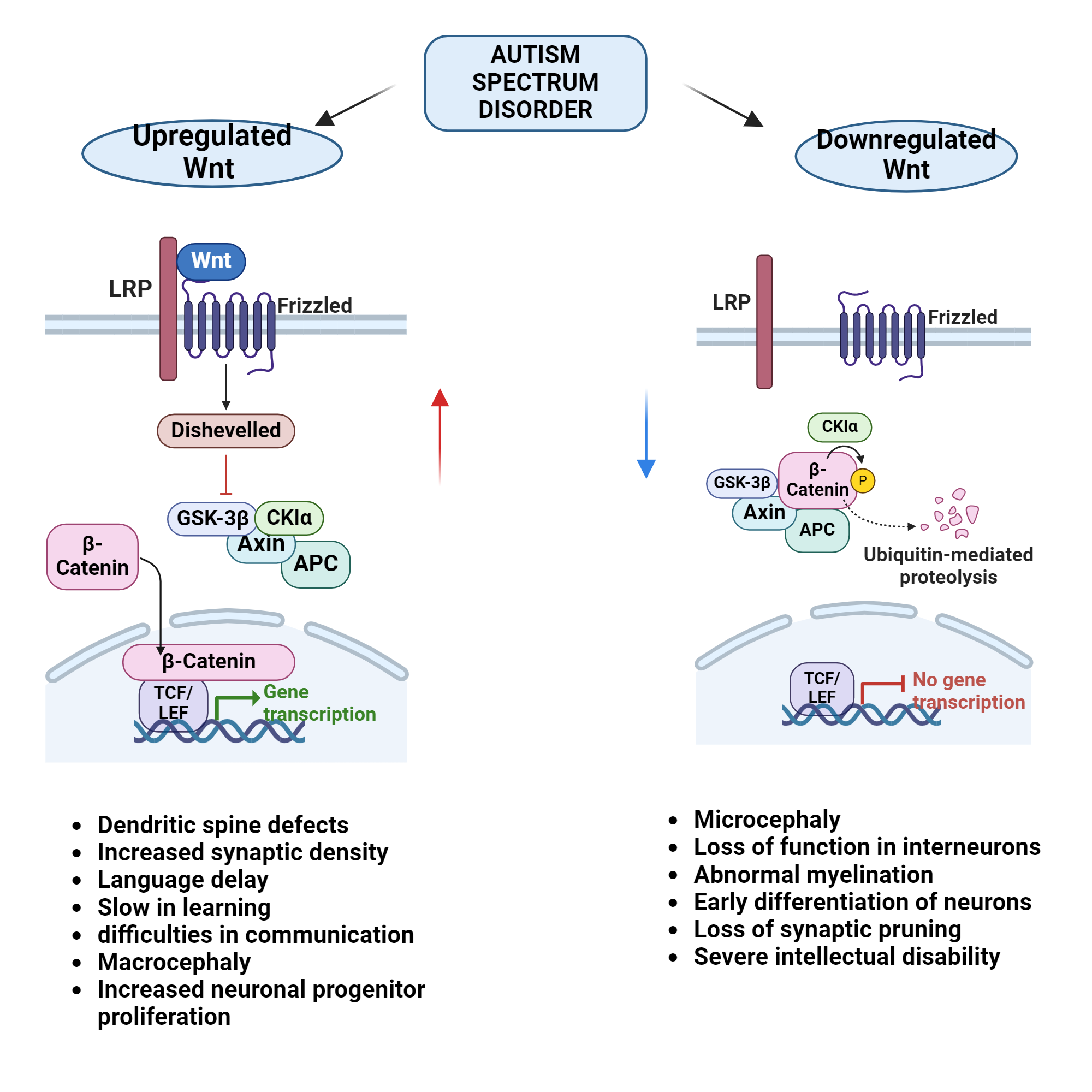 An editable high resolution scientific image depicting Role of Wnt Signalling pathway in Autism Spectrum Disorder