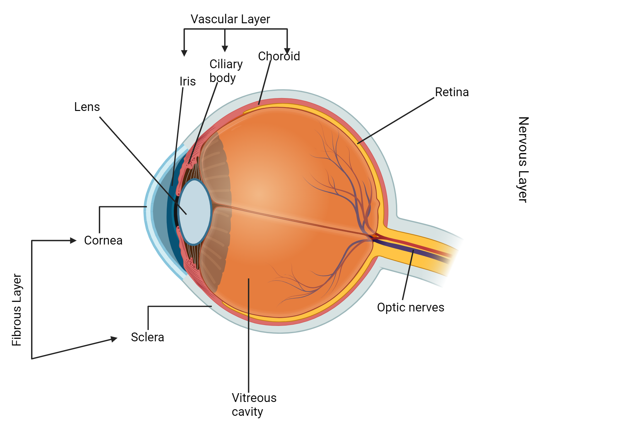 An editable high resolution scientific image depicting ANATOMY OF HUMAN EYE