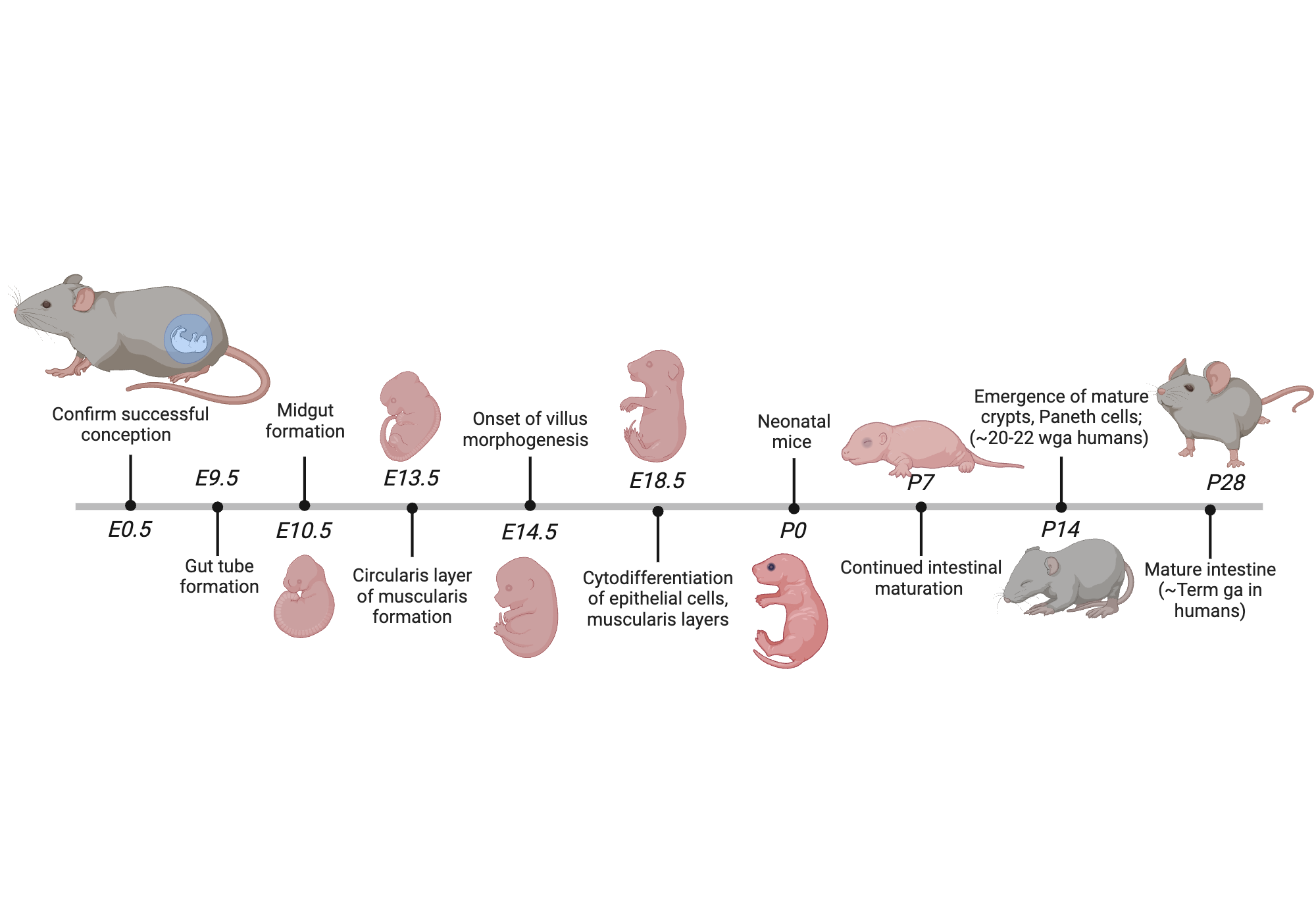 An editable high resolution scientific image depicting Murine intestinal development