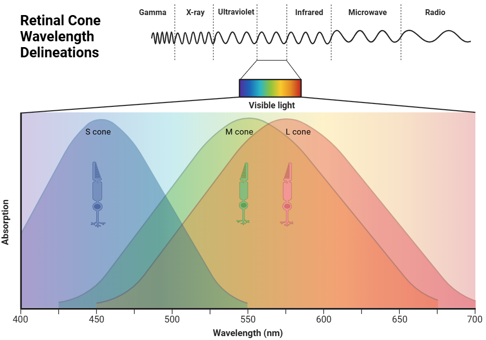 An editable high resolution scientific image depicting Cone Photoreceptor Specialization on Wavelength Interpretation