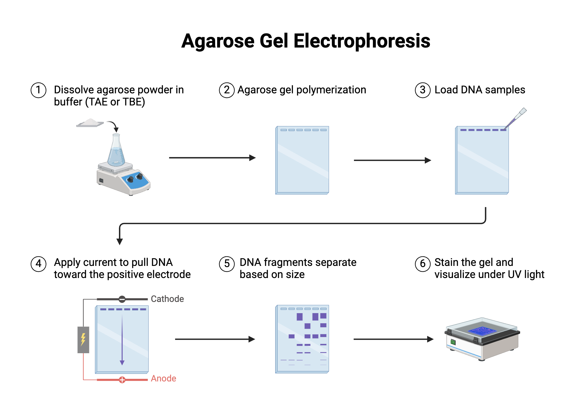 An editable high resolution scientific image depicting Agarose Gel Electrophoresis