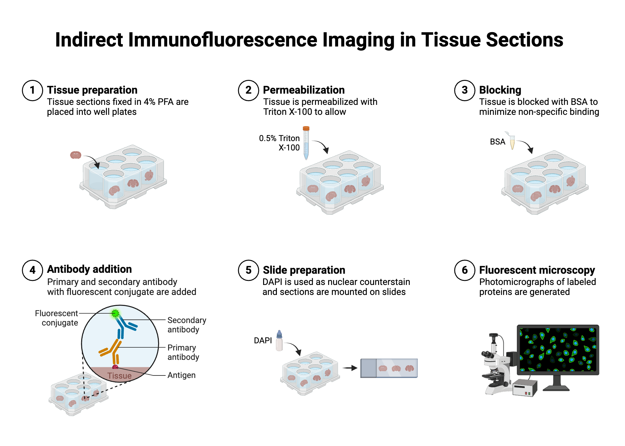 An editable high resolution scientific image depicting Indirect Immunofluorescence Imaging in Tissue Sections