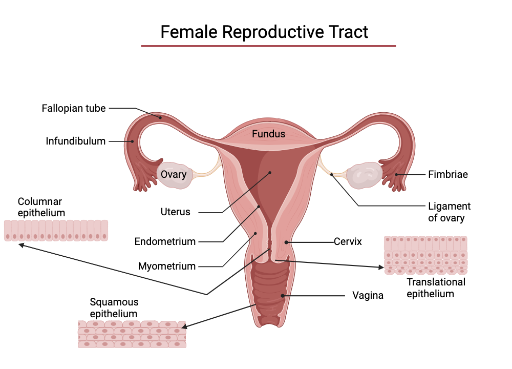An editable high resolution scientific image depicting Female Reproductive Tract