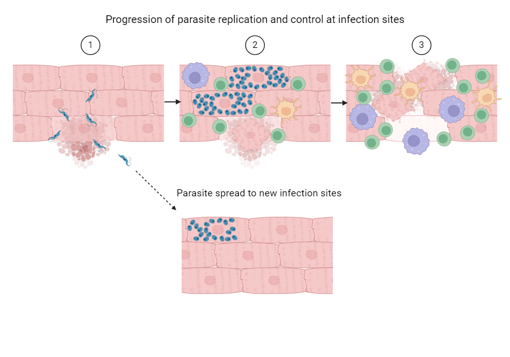 An editable high resolution scientific image depicting T. cruzi parasite escape to new infection sites