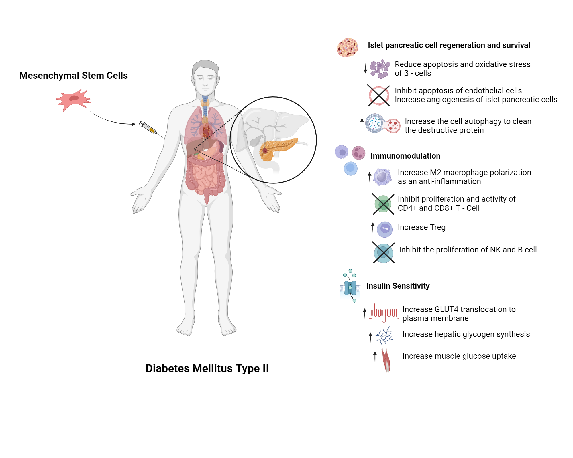 An editable high resolution scientific image depicting Mesenchymal Stem Cells Mechanism of Action in Diabetes Mellitus Type 2