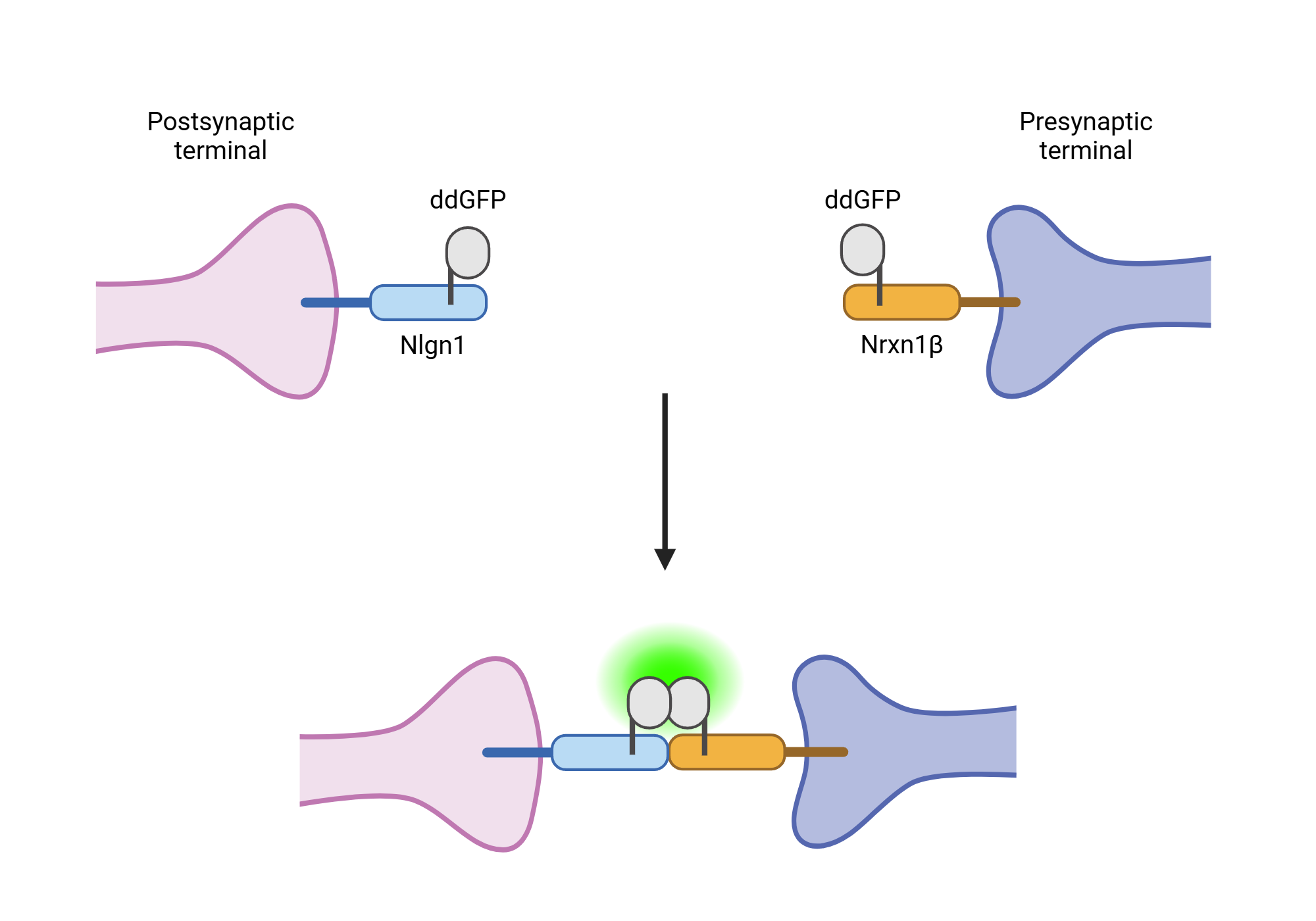 An editable high resolution scientific image depicting SynapShot System
