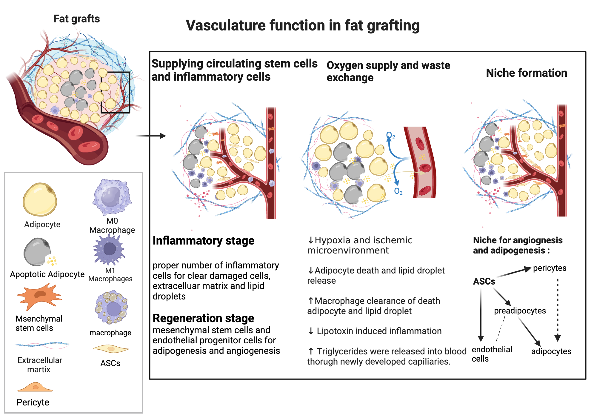 An editable high resolution scientific image depicting Vasculature function in fat grafting