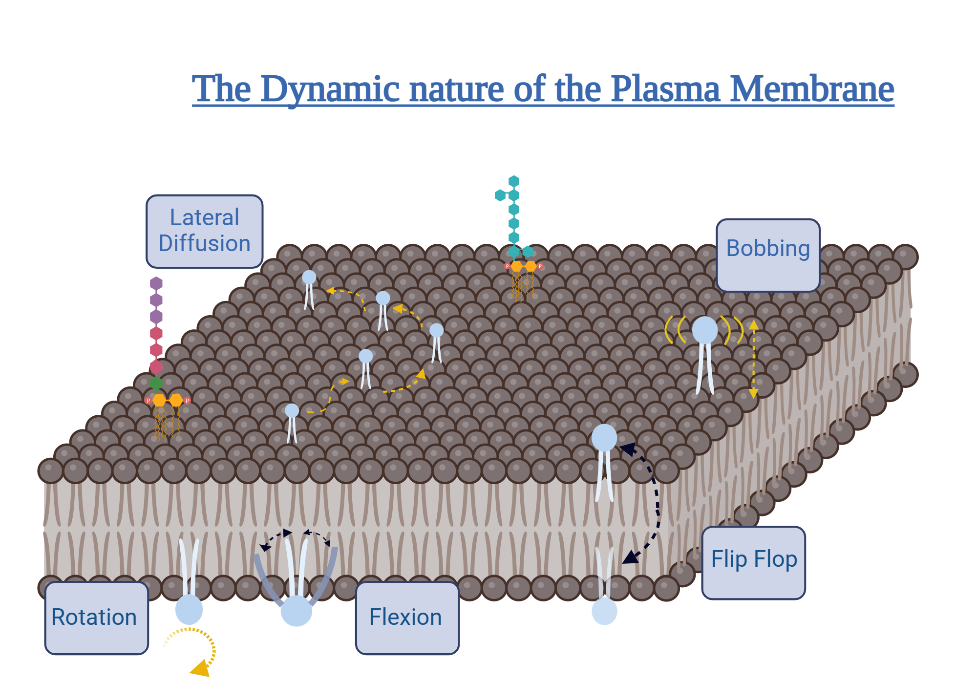 An editable high resolution scientific image depicting The Dynamic Nature of Plasma Membrane
