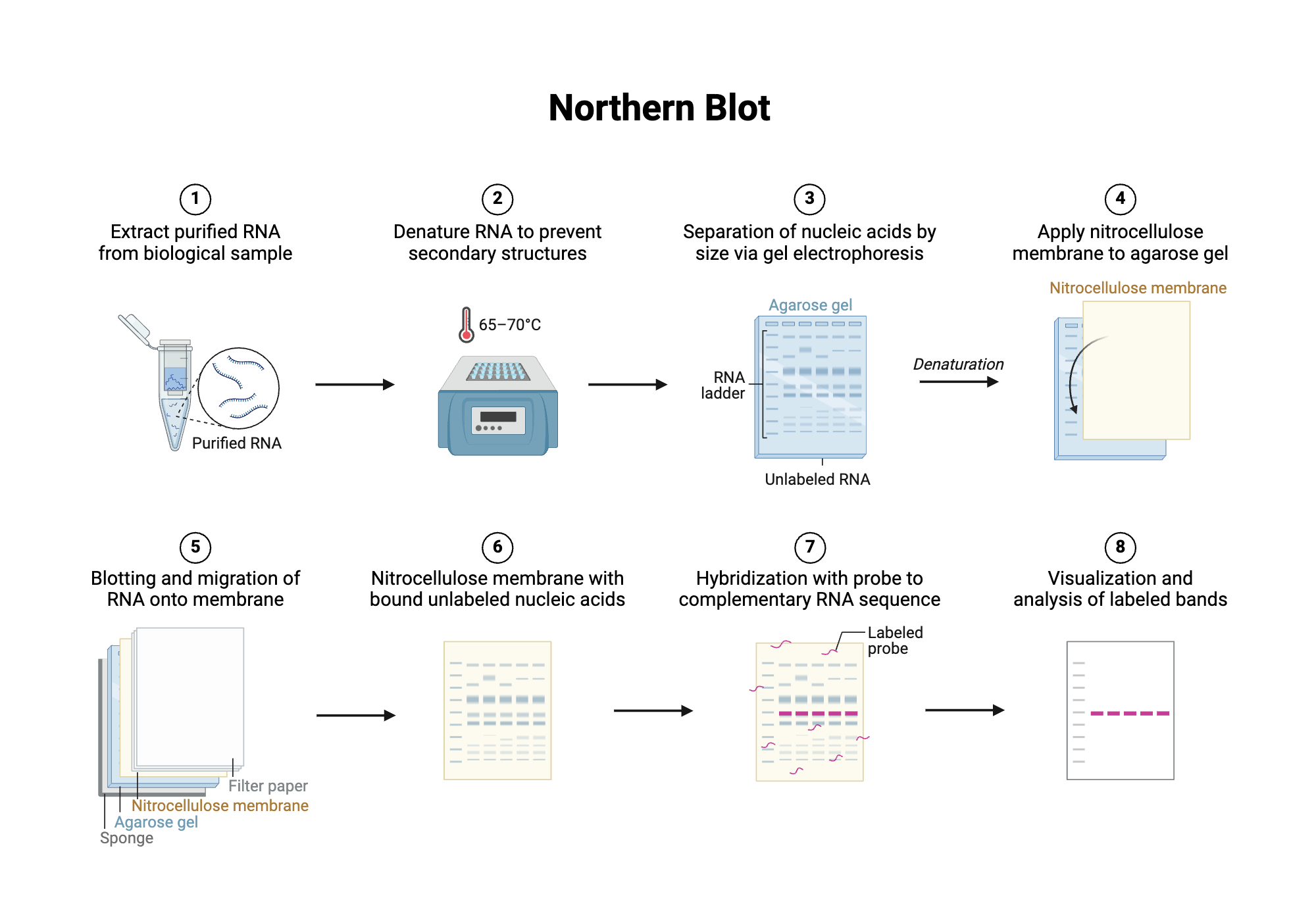 An editable high resolution scientific image depicting Northern Blot