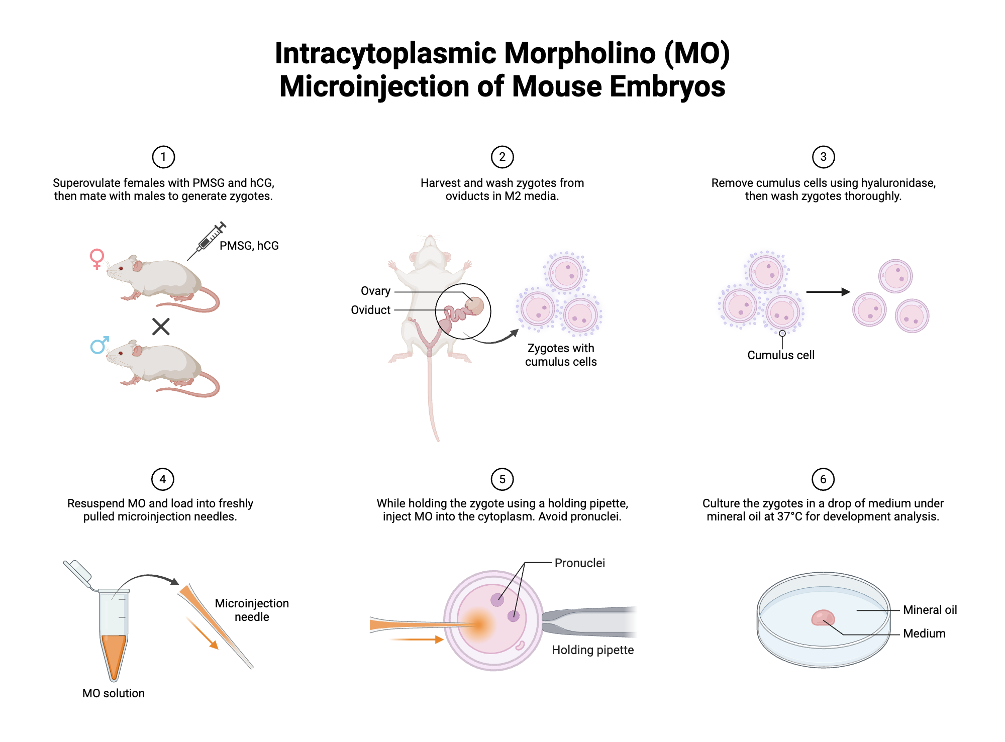 An editable high resolution scientific image depicting Intracytoplasmic Morpholino (MO) Microinjection of Mouse Embryos
