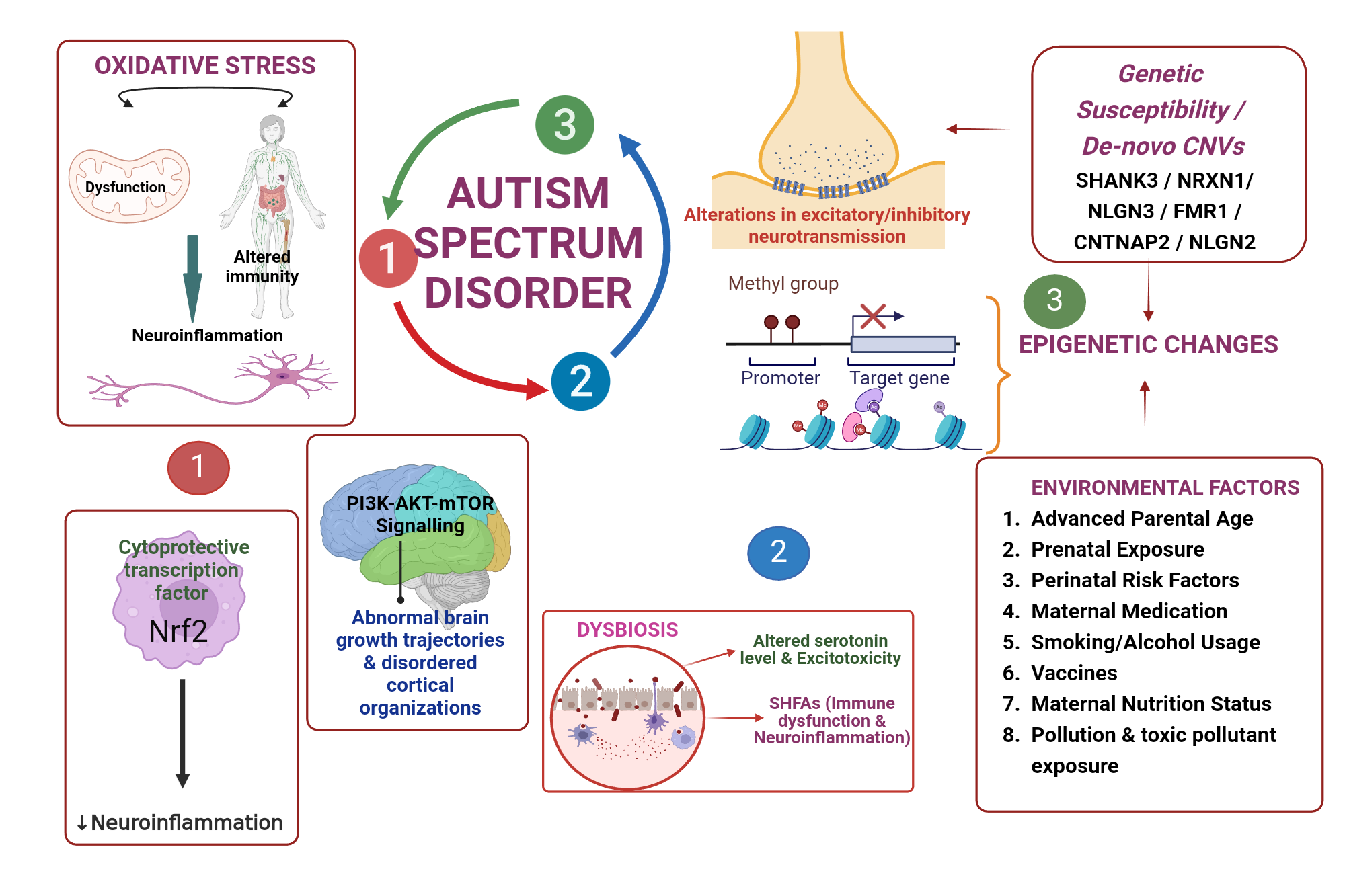 An editable high resolution scientific image depicting Pathophysiology of autistic spectrum disorder