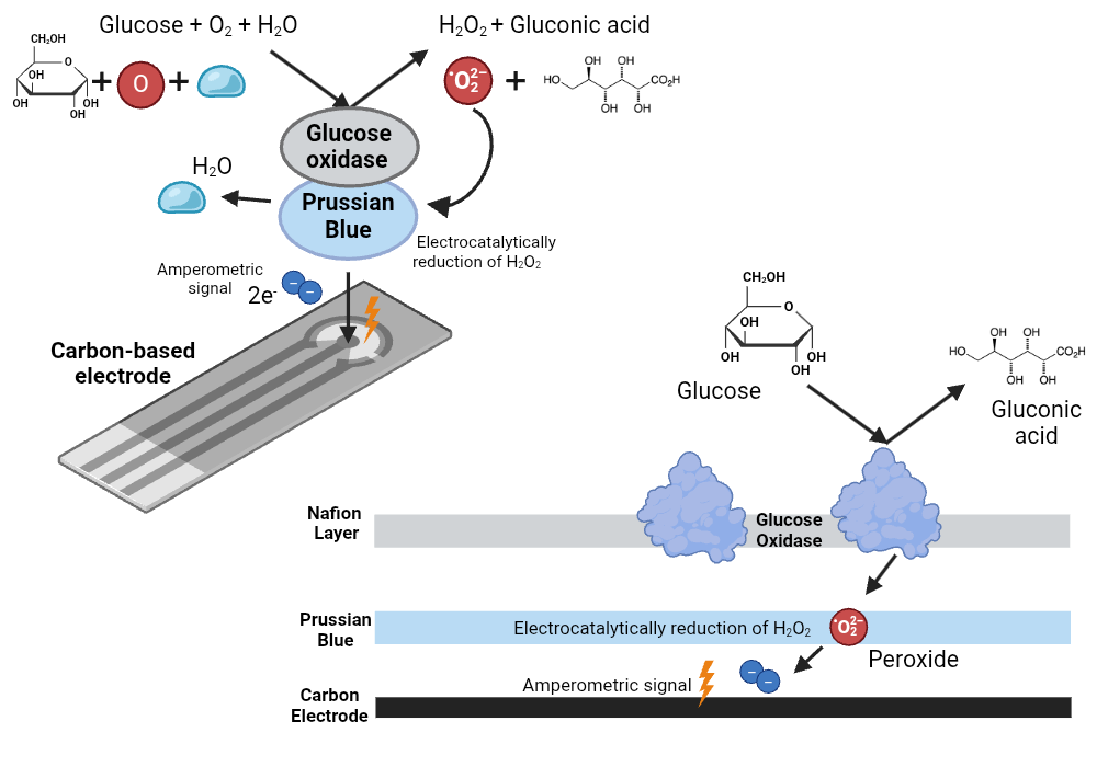 An editable high resolution scientific image depicting Amperometric glucose biosensor