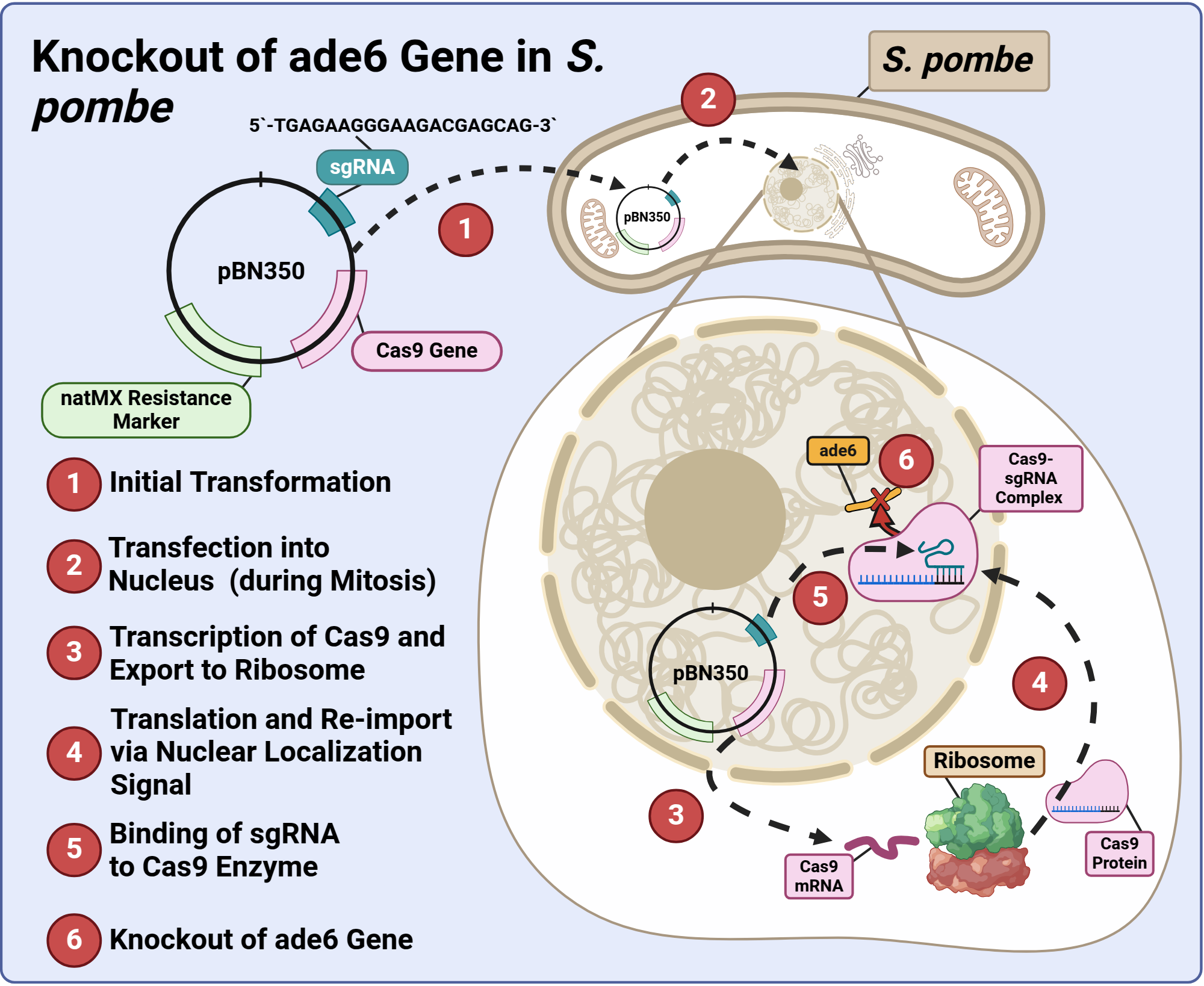 An editable high resolution scientific image depicting Yeast ade6 Knockout using CRISPR/Cas