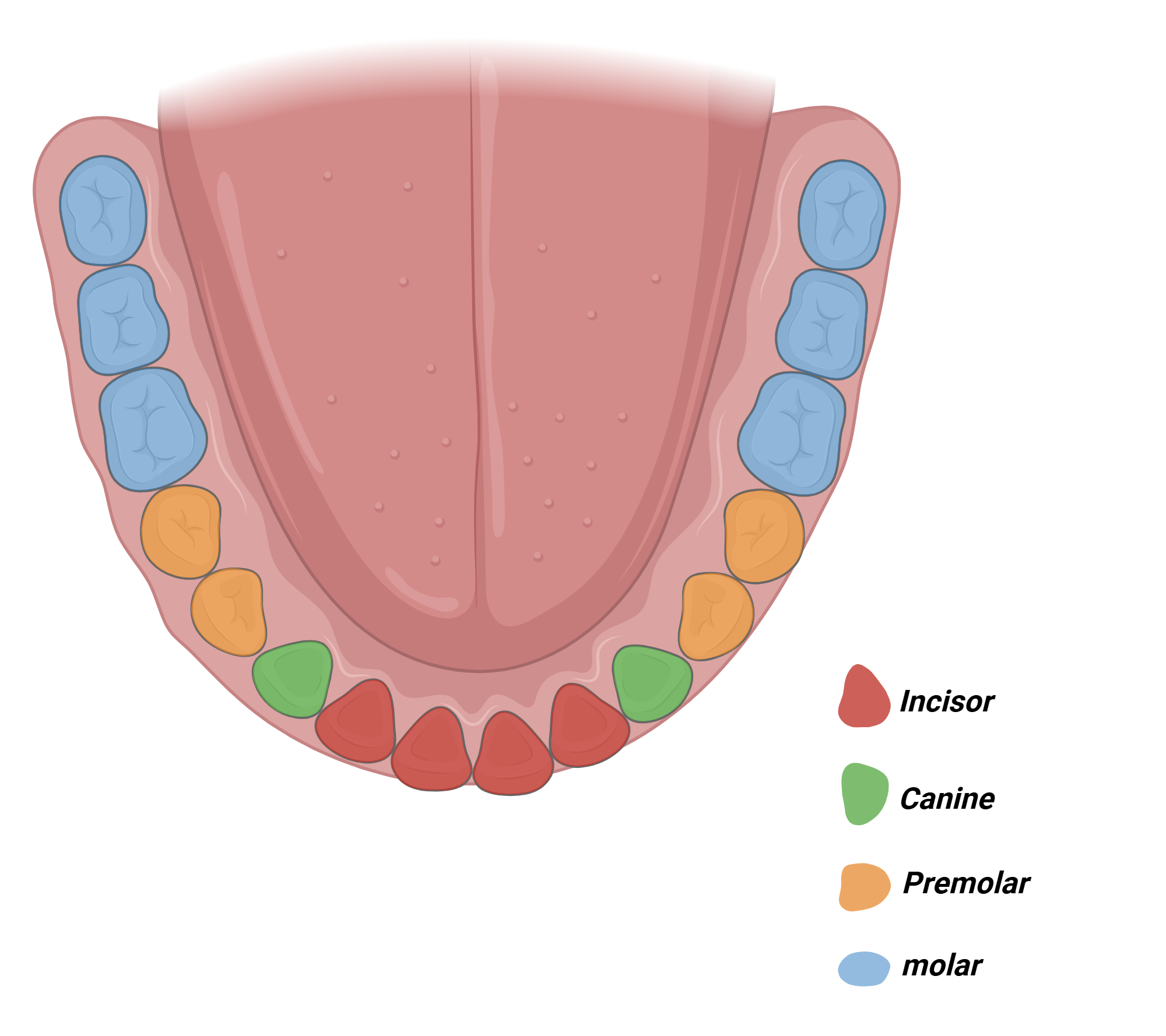 An editable high resolution scientific image depicting Teeth (simplified)