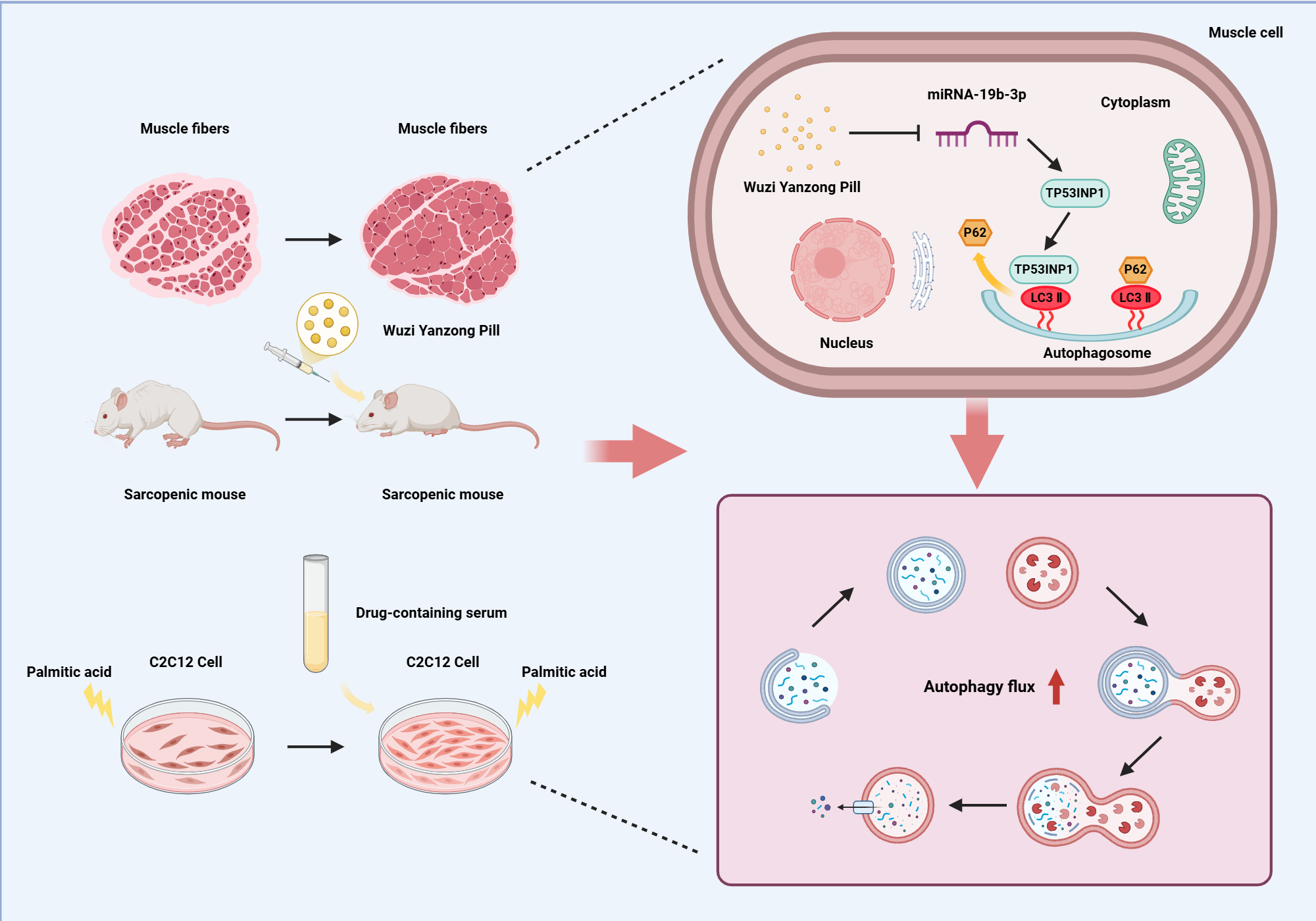 An editable high resolution scientific image depicting The mechanism of Wuzi Yanzong Pills improves age-related sarcopenia