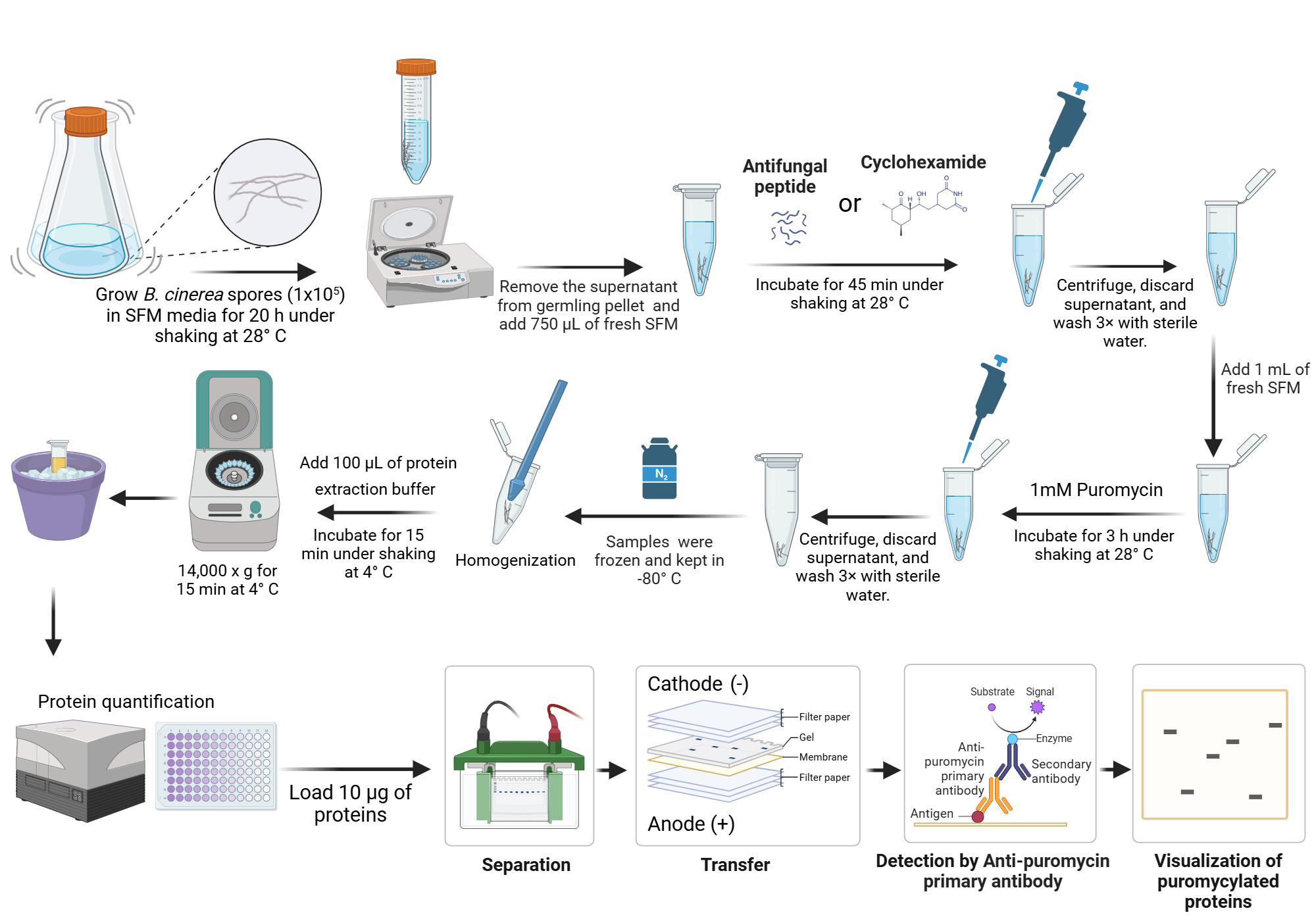 An editable high resolution scientific image depicting Puromycin labelling in filamentous fungi